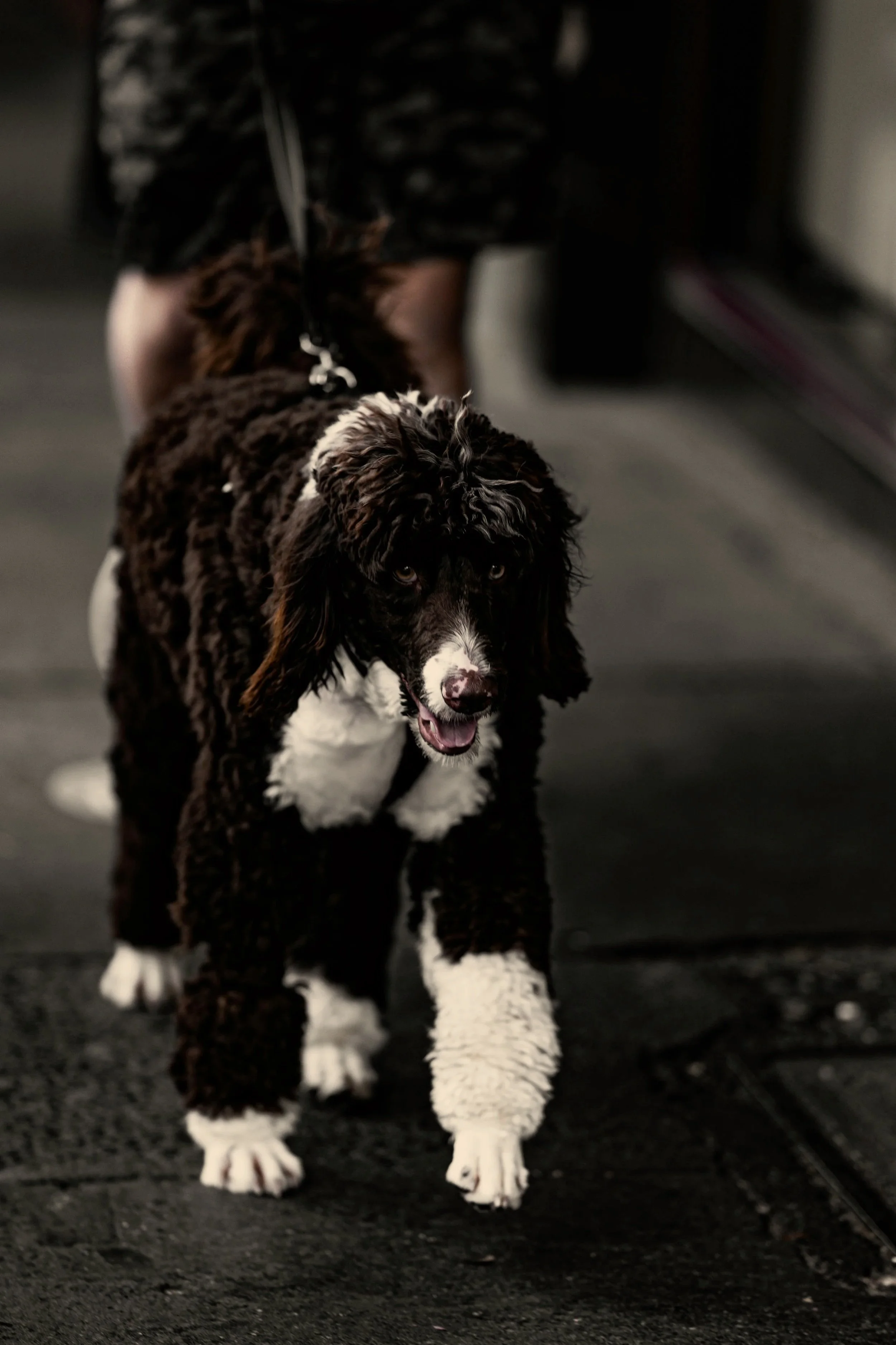 Black and white curly-haired dog posing indoors for Swaggy Poodle pet apparel lifestyle content