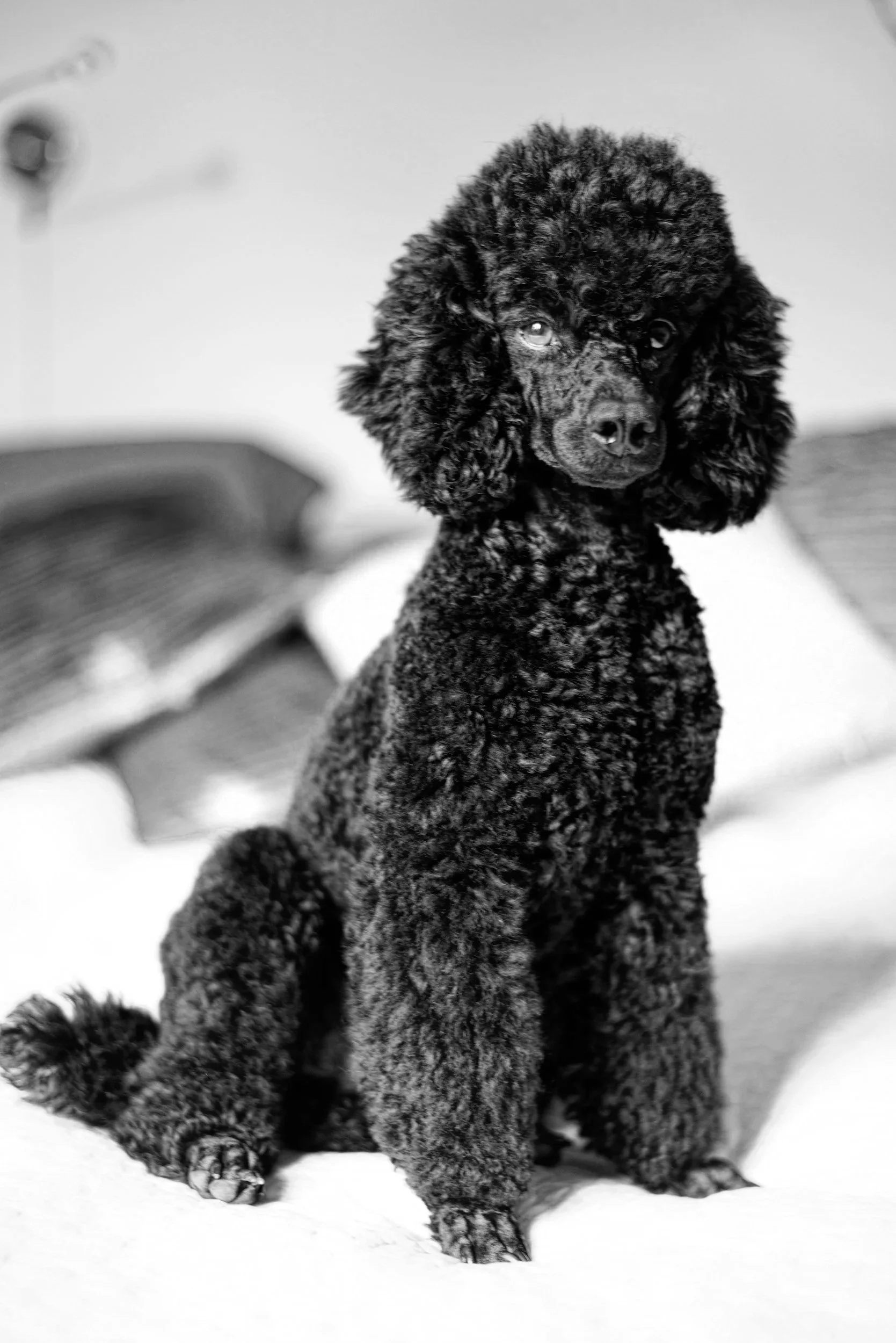 A black poodle sitting on snow, looking at the camera, with snow on its paws.