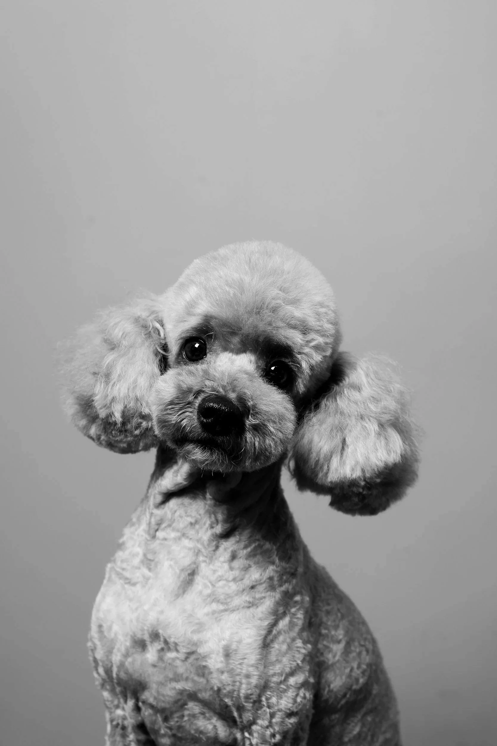 Black and white photo of a cute dog with fluffy fur, one eye covered by its paw, looking at the camera against a plain background.