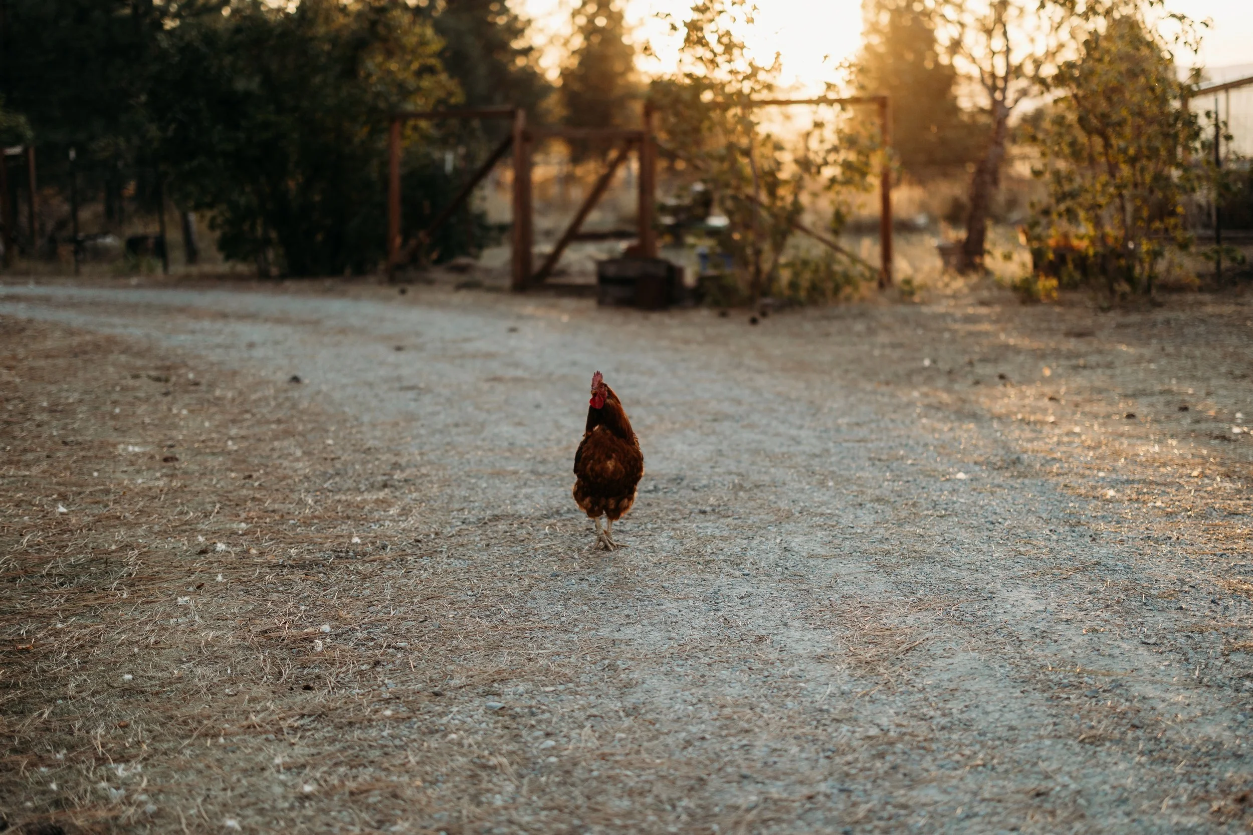 A single hen walking on a dirt path at sunset with trees and a wooden fence in the background.