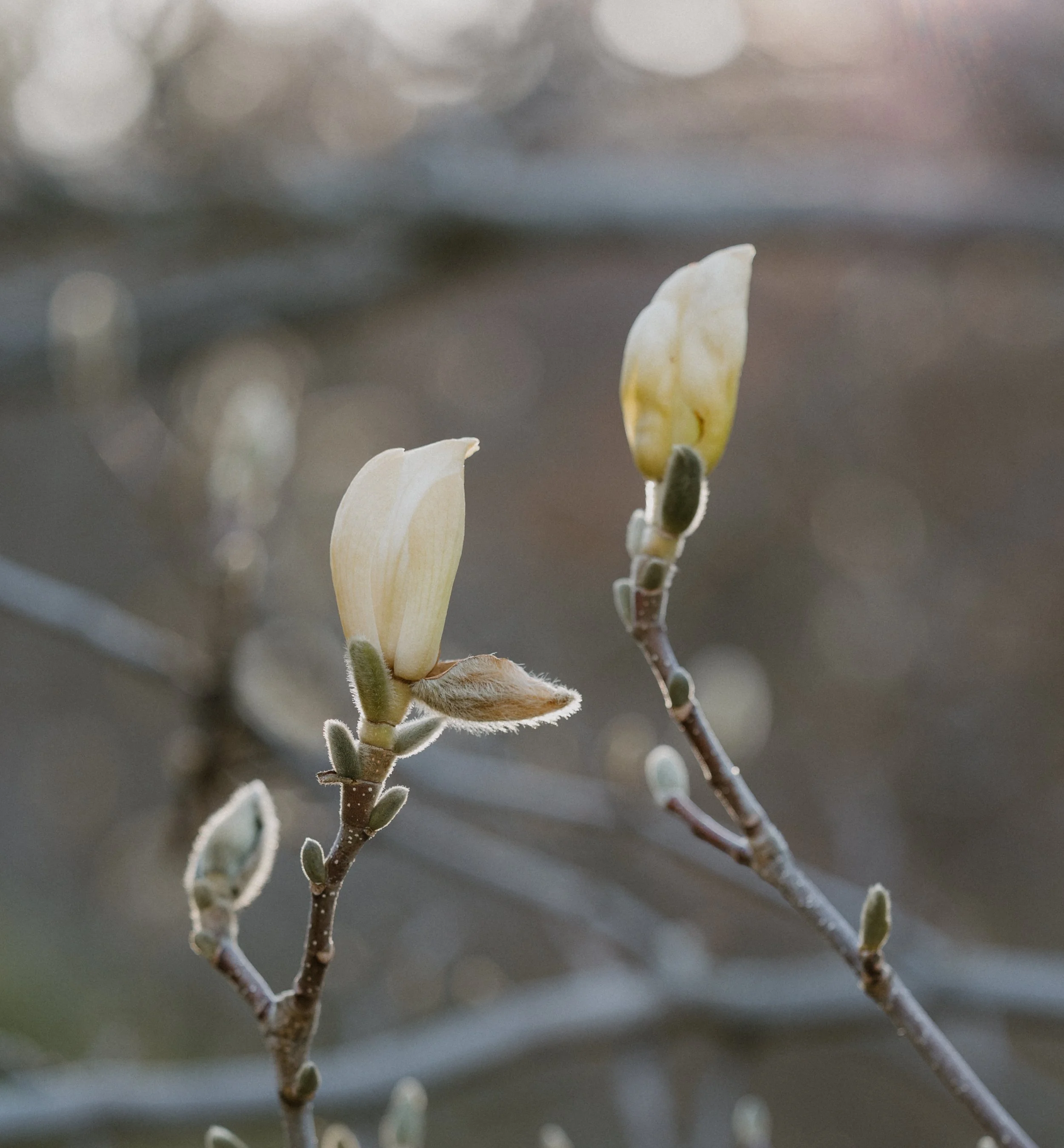 Close-up of magnolia flower buds beginning to bloom on a tree branch