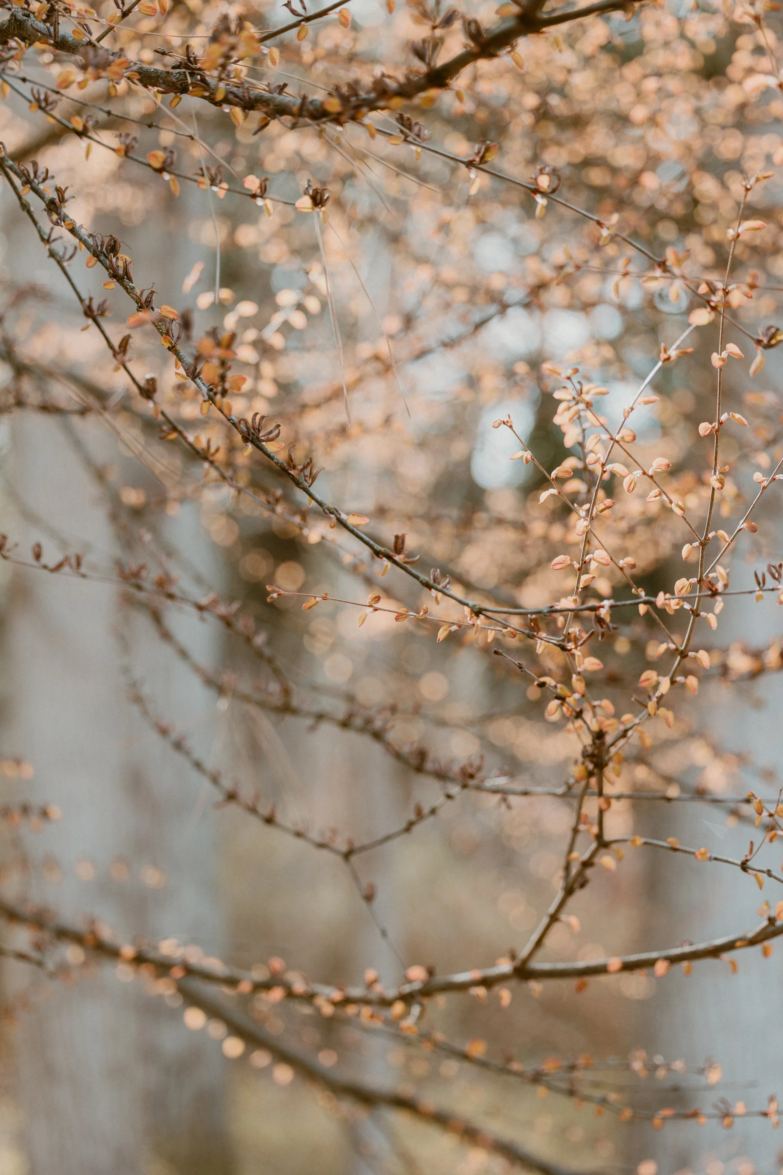 Close-up of tree branches with small, budding leaves or flowers, with a blurred natural background.