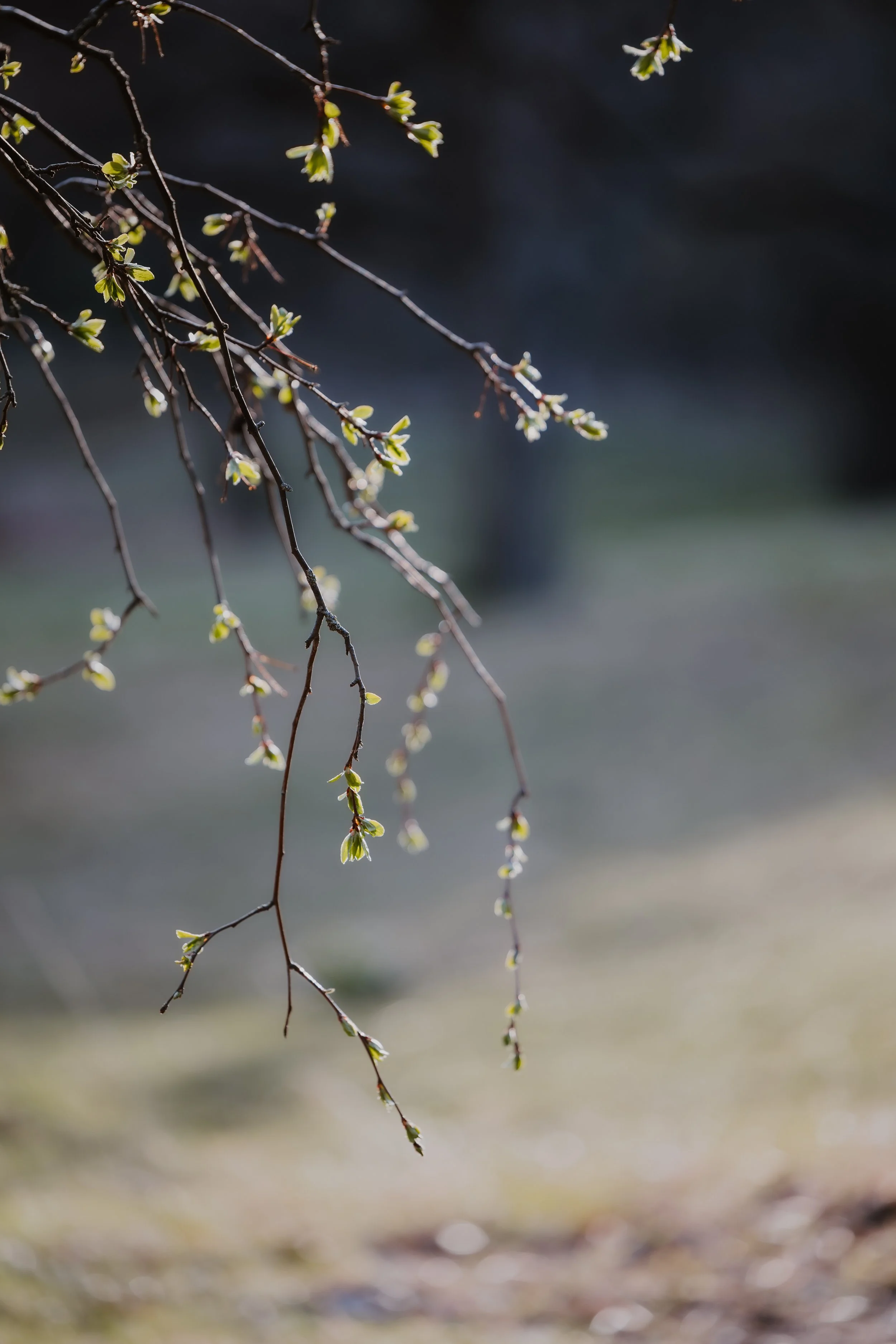 Tree branches with budding leaves in early spring, with a blurred natural background.