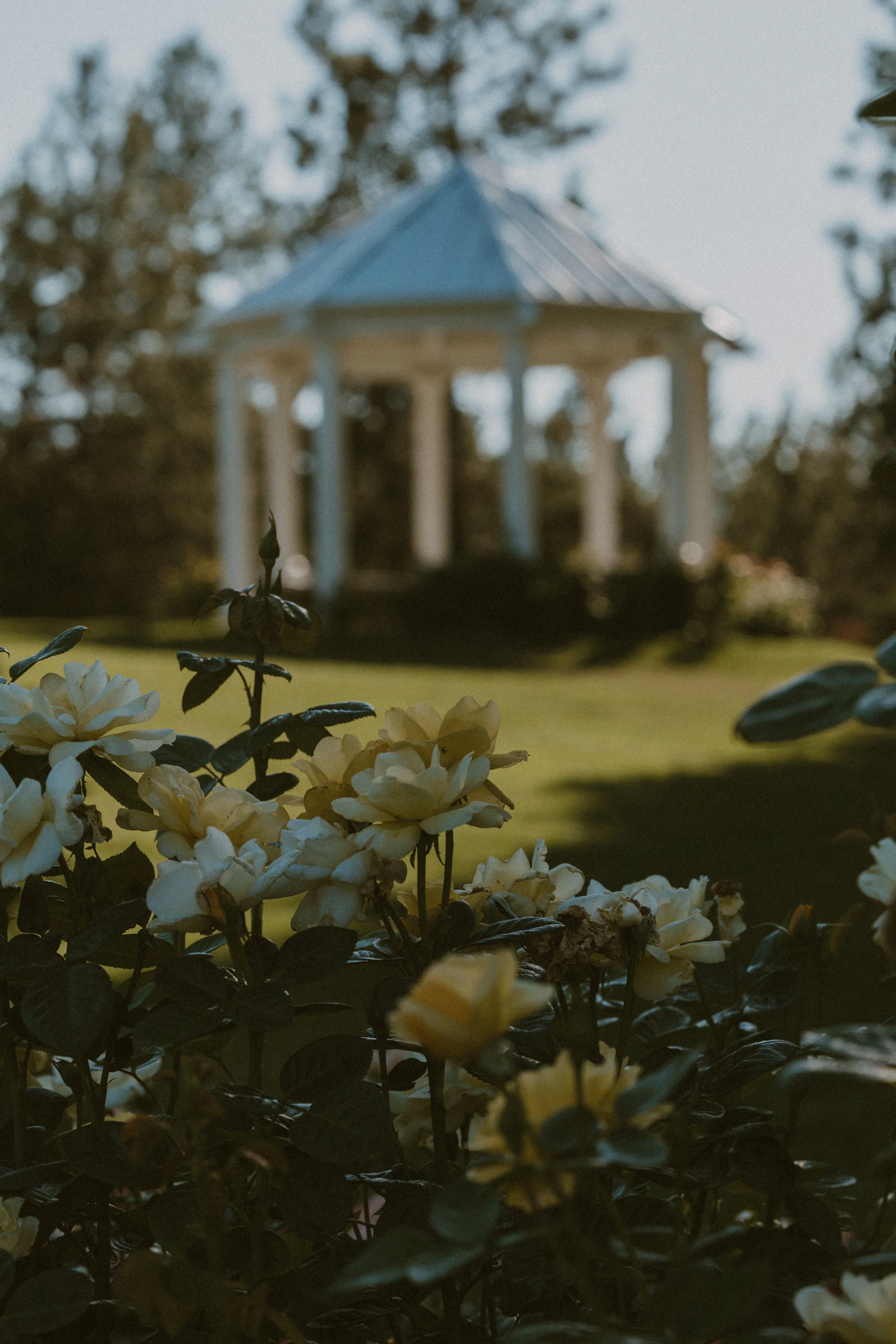 White flowers in the foreground with a blurred gazebo in the background.