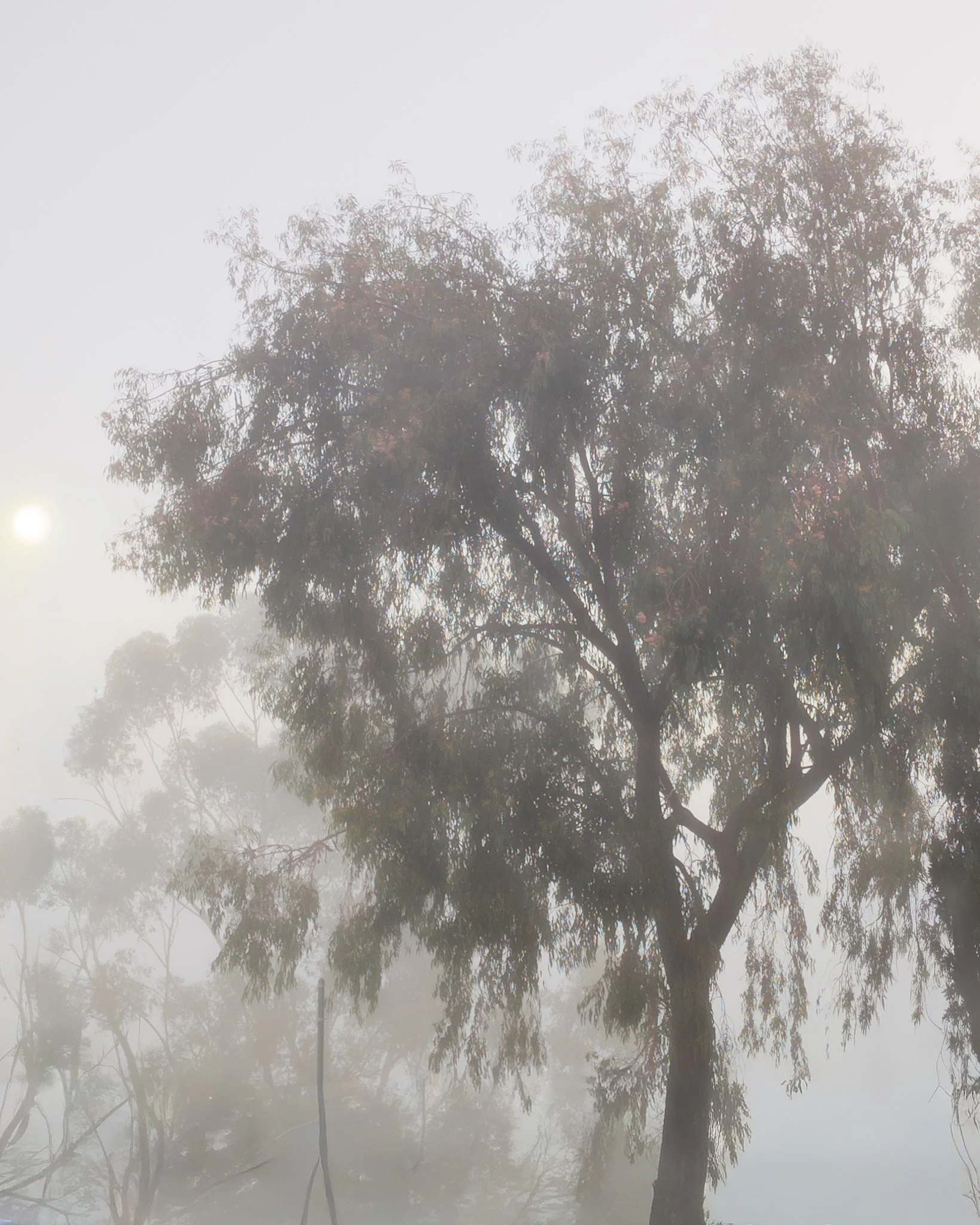 A solitary tree shrouded in thick fog, with faint outlines of other trees in the background.