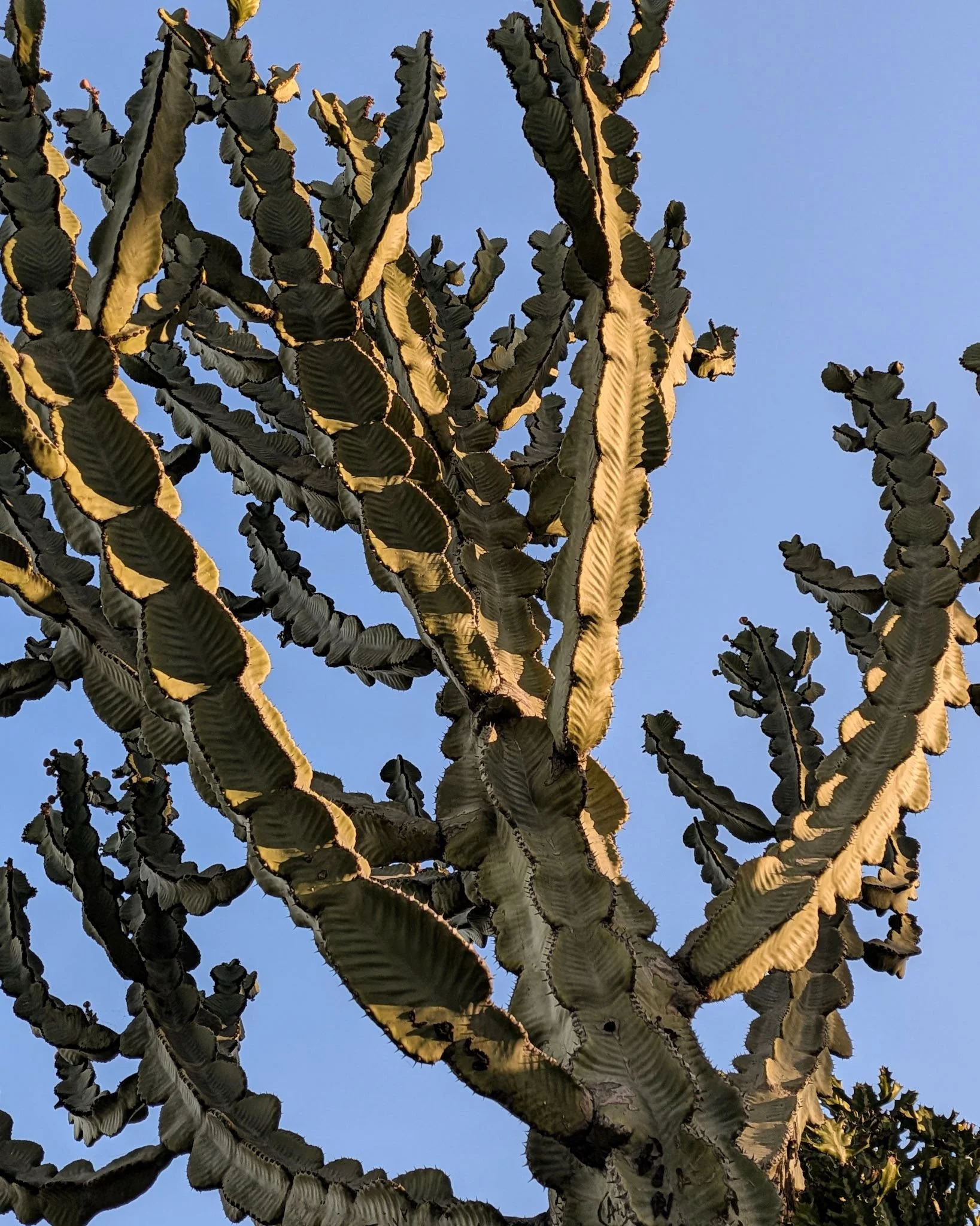 Color photo of warm golden hour light kissing the branches of a cactus. Balboa Park Desert Garden, San Diego, CA | © Edge of Clarity Photo | Elizabeth Chaney 2026