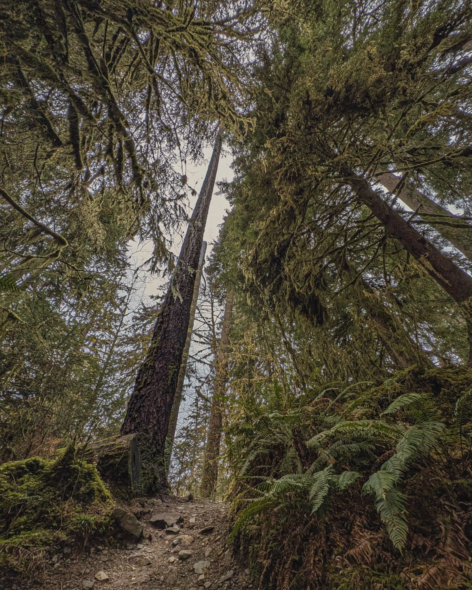 Ancient moss-covered trees reaching toward the sky in the Hoh Rainforest, Olympic National Park, creating a towering green canopy.