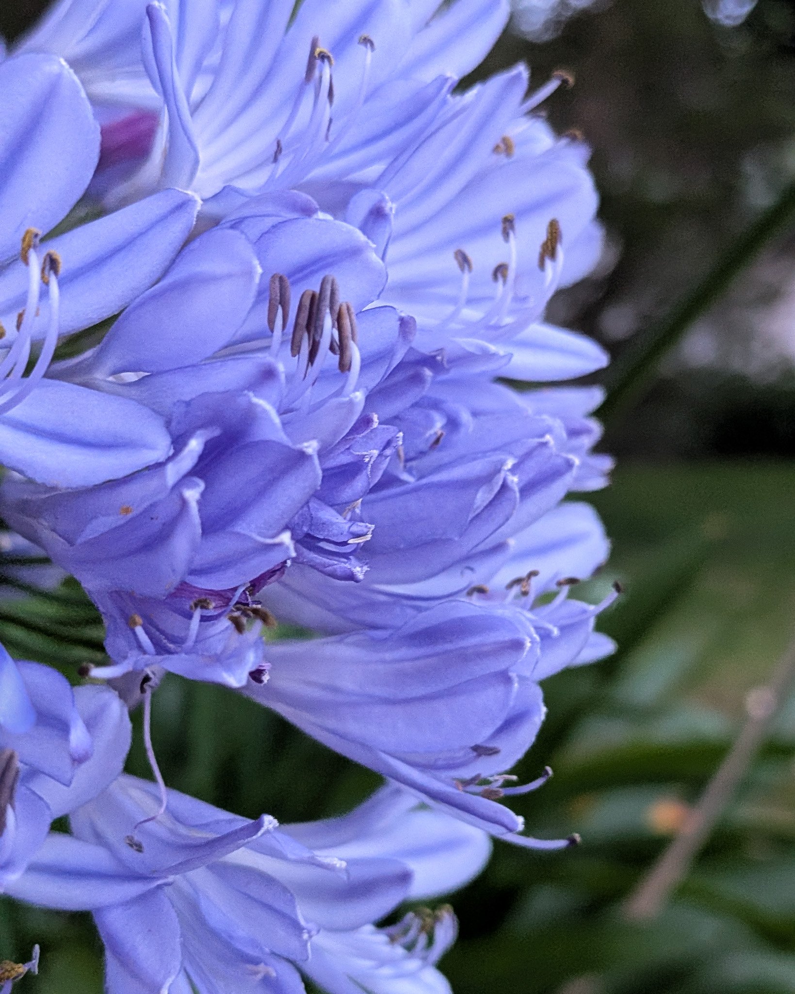 Color photo of agapanthus, taken at springtime at La Jolla Cove in the early morning. | © Edge of Clarity Photo | Elizabeth Chaney 2026

