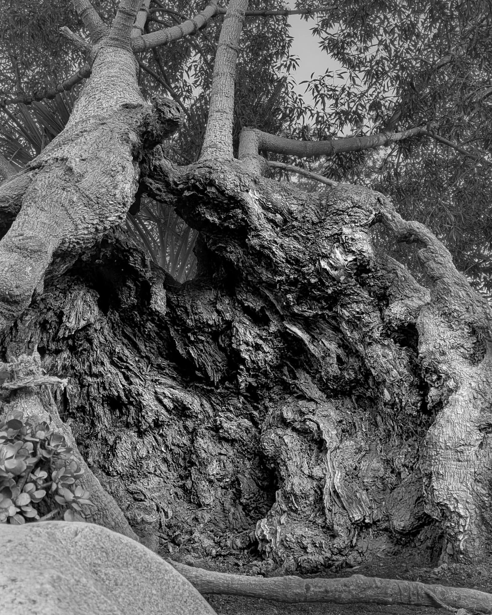 Monochrome study of age and texture, large hollow tree root with new growth at the top. Balboa Park Desert Garden, San Diego, CA | © Edge of Clarity Photo | Elizabeth Chaney 2026