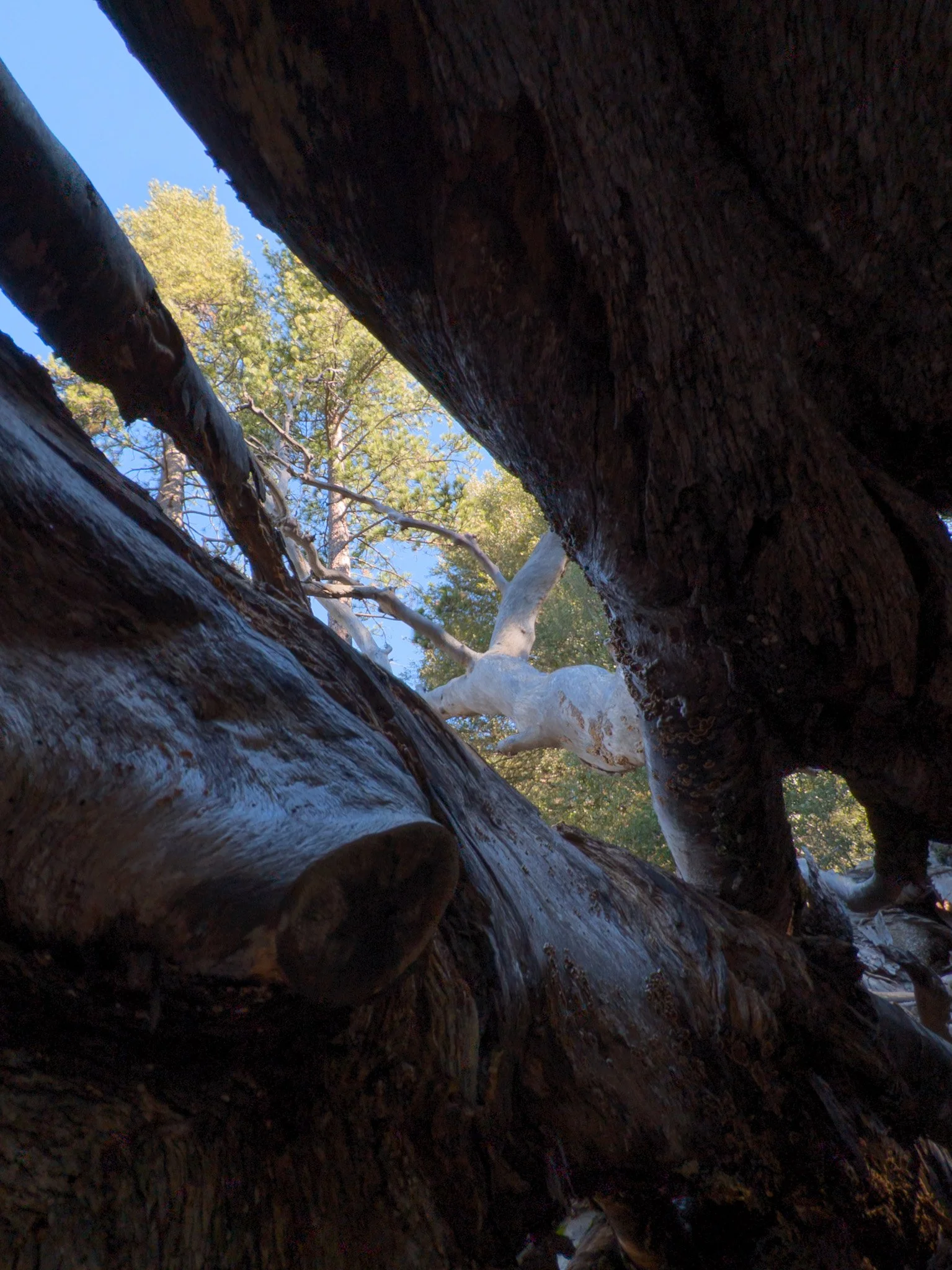 forest trail framed by fallen tree logs in a mountain forest