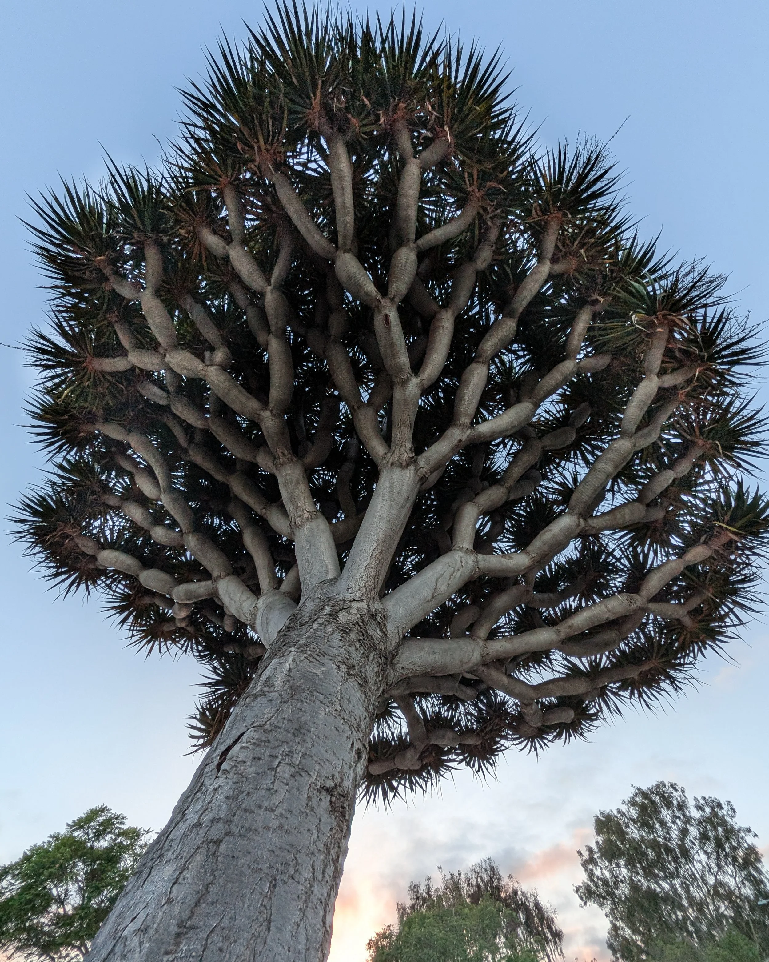 Upwards view into the canopy of a dragon tree during golden hour in June Balboa Park Desert Garden, San Diego, CA | © Edge of Clarity Photo | Elizabeth Chaney 2026