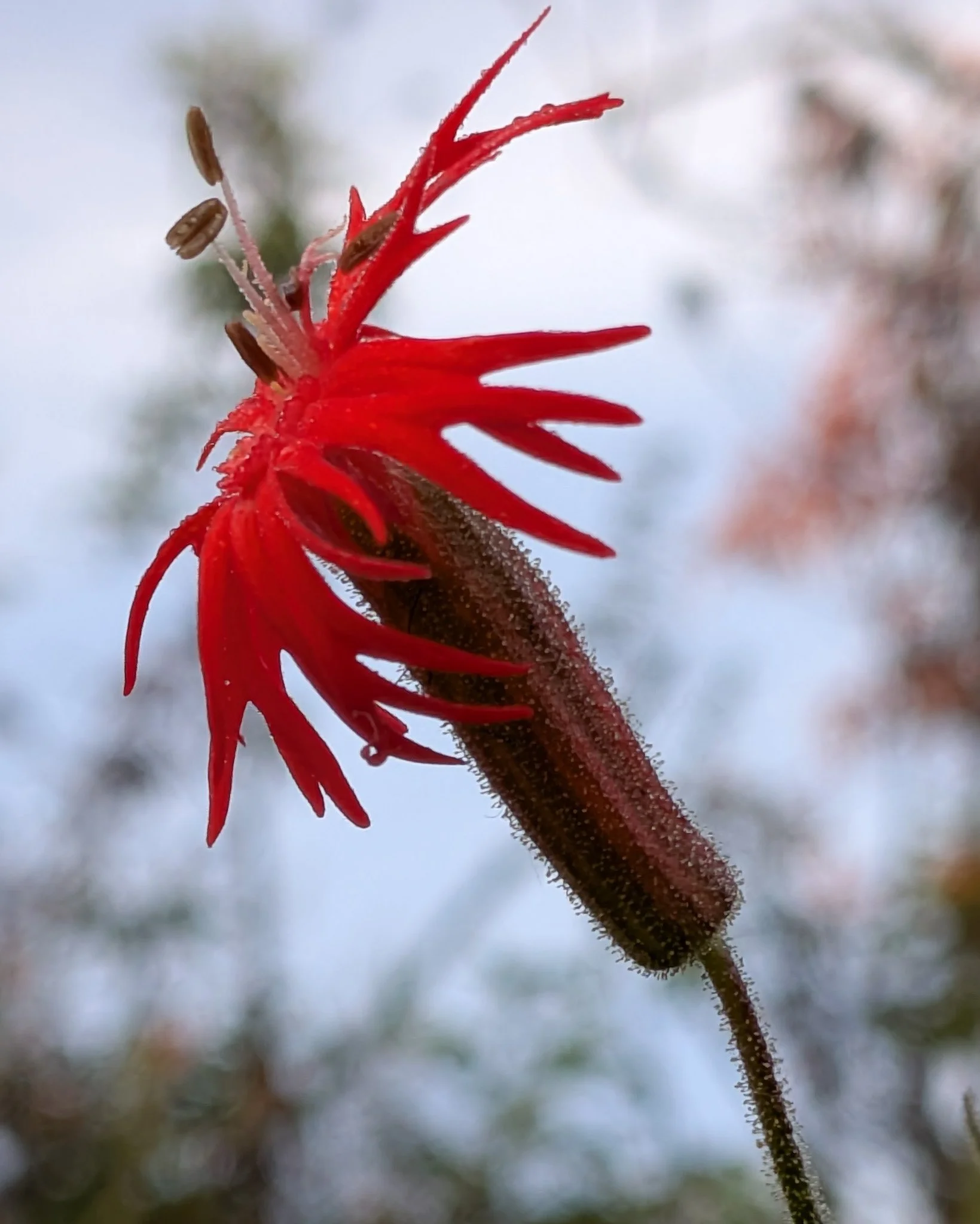 Color photo of a vibrant red wildflower taken on Kawaay Pay trail, Mission Trails in spring. | © Edge of Clarity Photo | Elizabeth Chaney 2026
