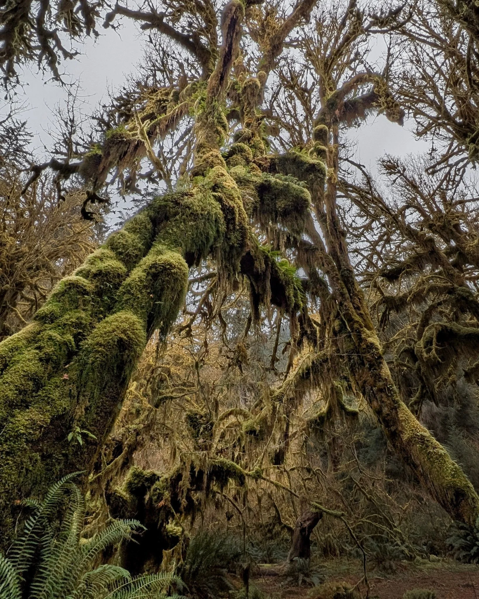 Moss-covered trees standing side by side in the Hoh Rainforest, Olympic National Park, their trunks appearing to embrace beneath a lush forest canopy.
