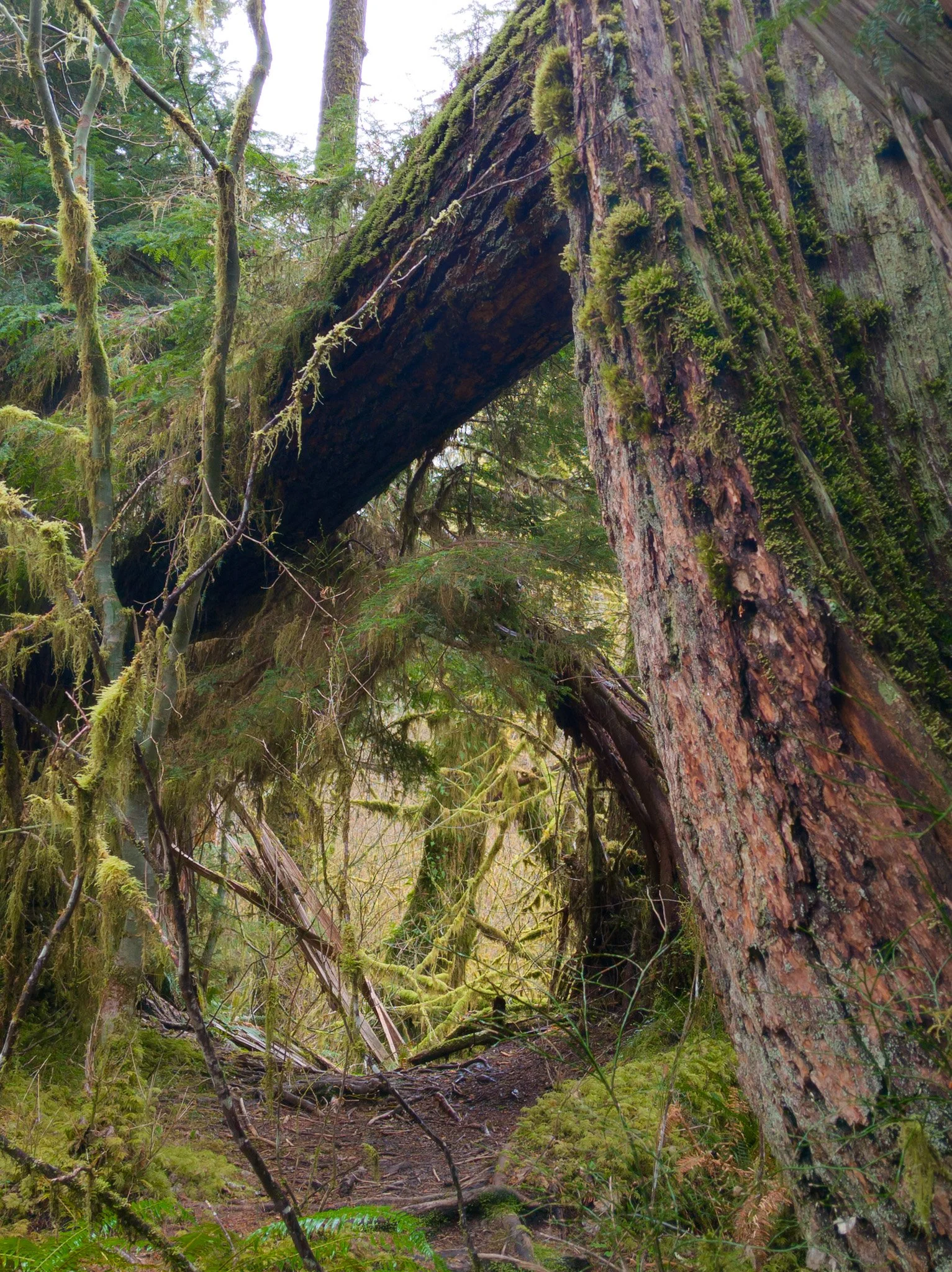 Spruce Trail Olympic National Forest