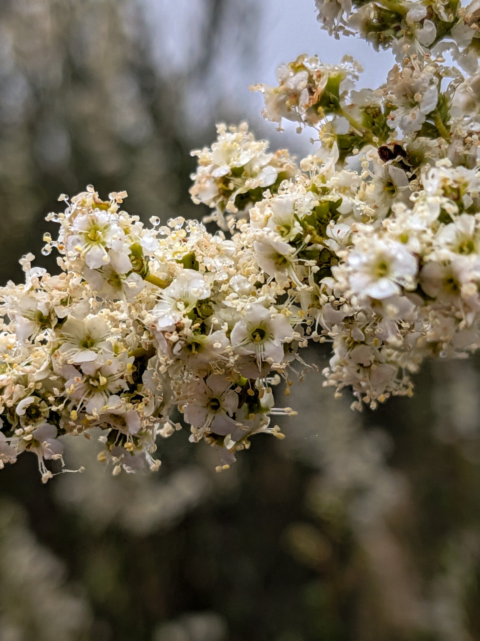 macro photo of cream colored wildflowers covered in dew