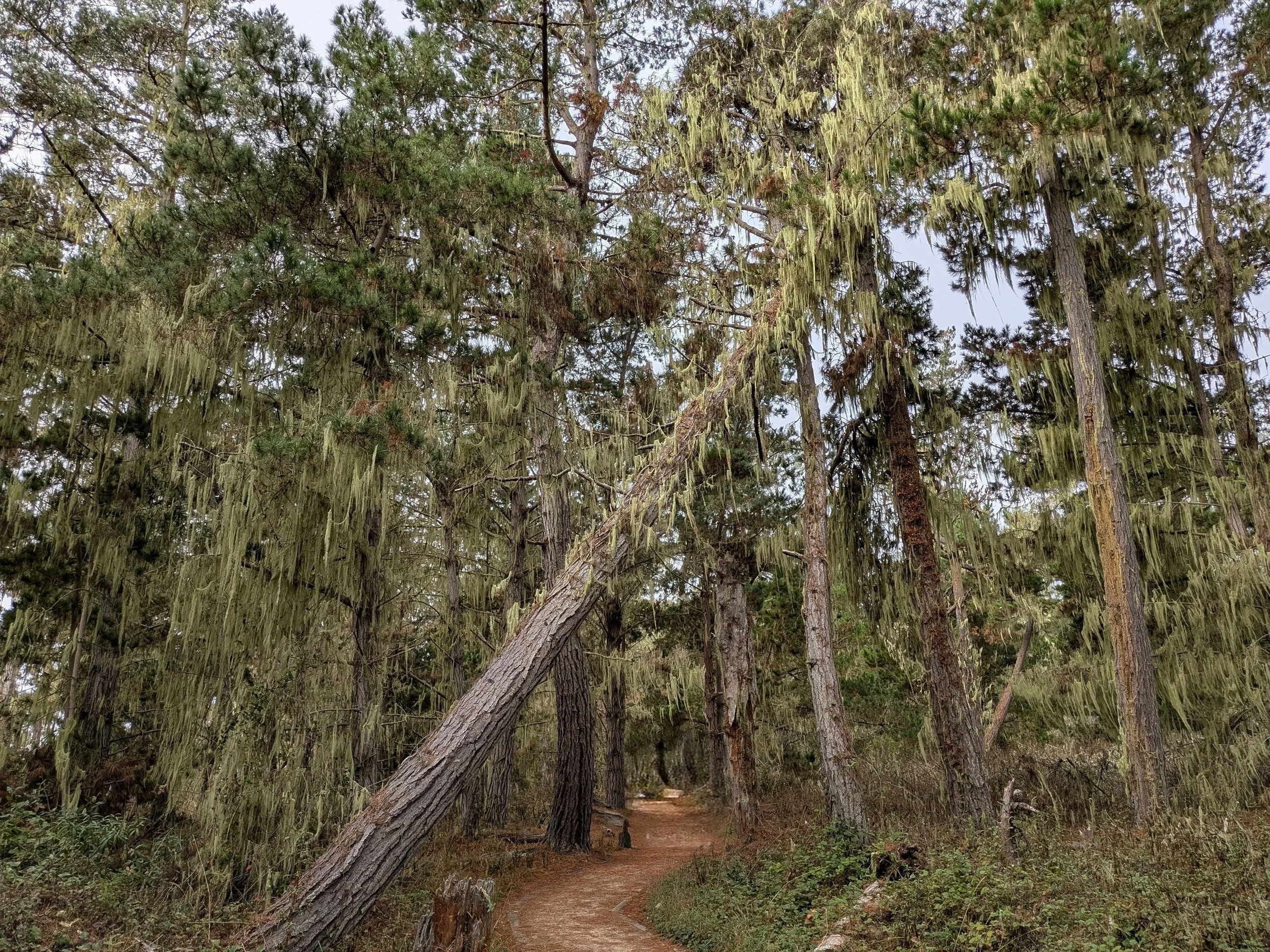 A forest trail with tall pine trees and a leaning tree on a cloudy day.
