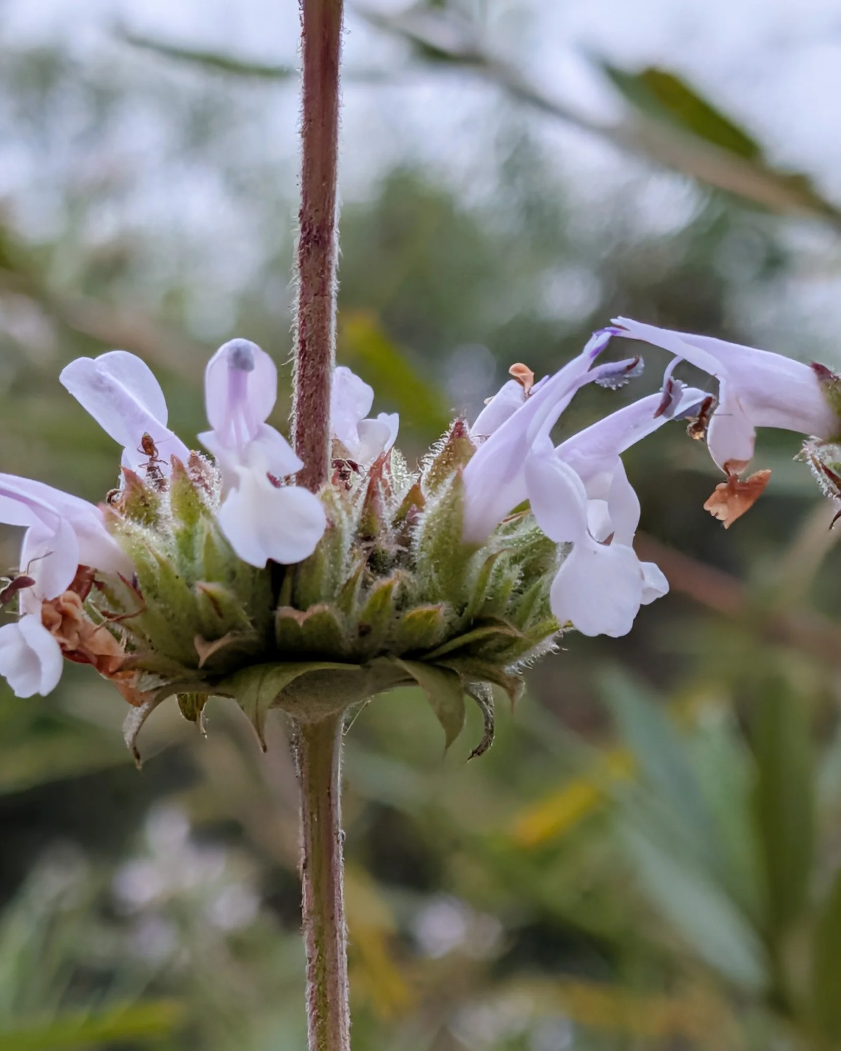 Color macro photo of black sage with ants traveling between the petals. Annie's Canyon, Solana Beach, CA | © Edge of Clarity Photo | Elizabeth Chaney 2026
