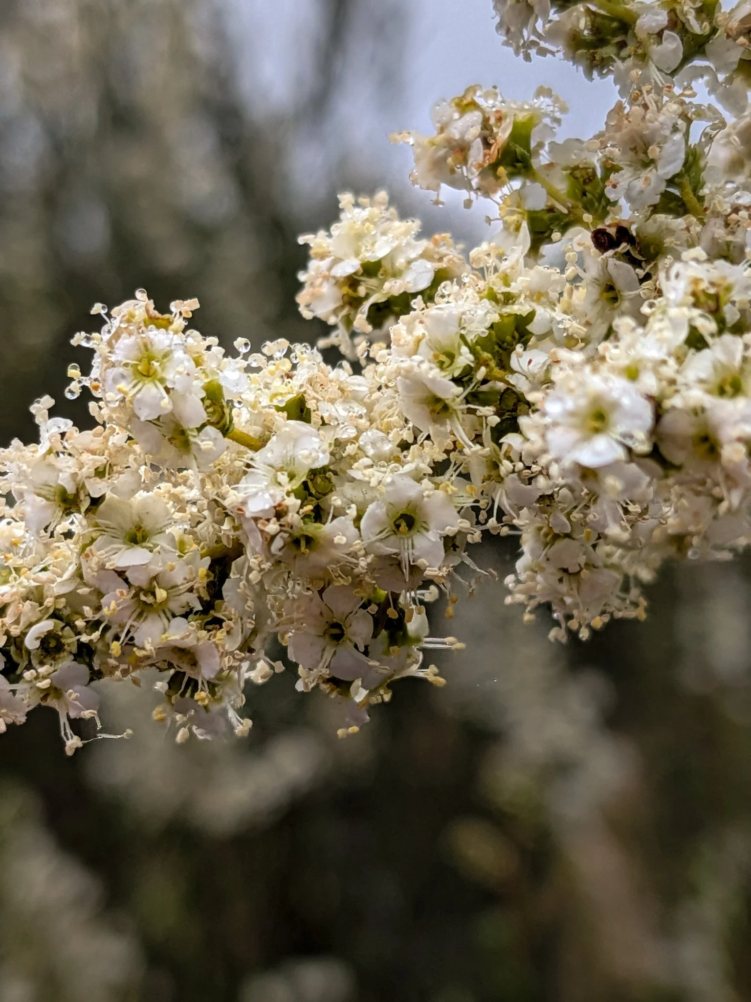 Color macro photo of spring wildflowers at Oak Oasis Open Preserve in Lakeside, CA | © Edge of Clarity Photo | Elizabeth Chaney 2026
