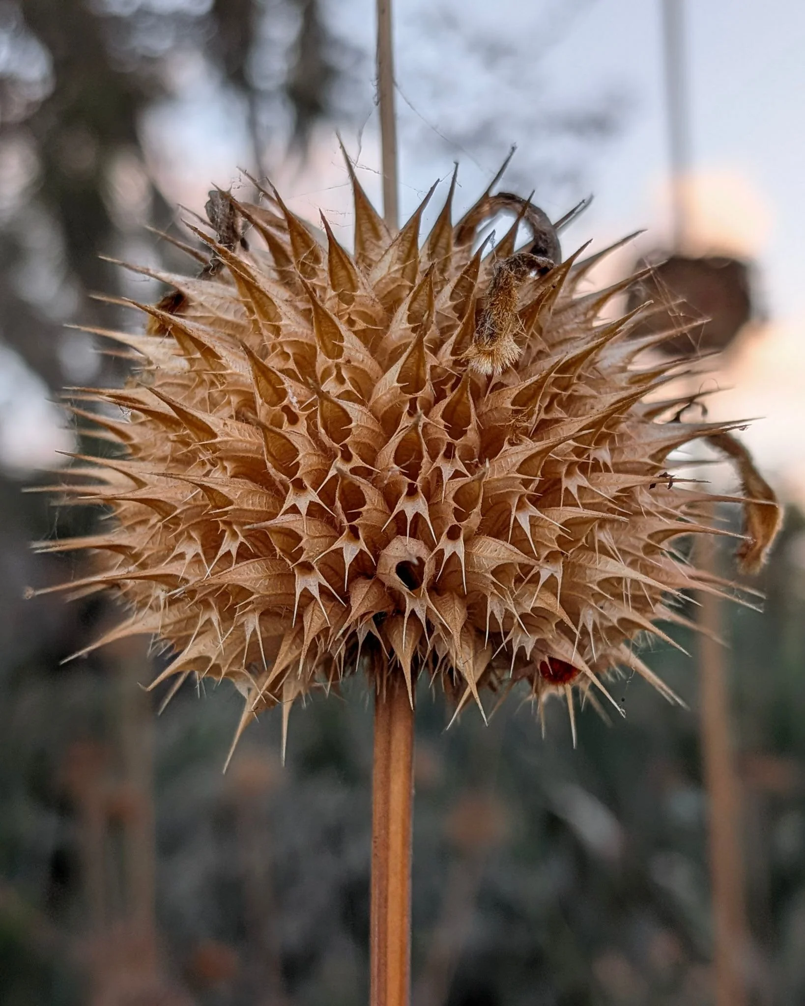 Color macro photo of a dried seed pod taken during golden hour in June. Balboa Park Desert Garden, San Diego, CA | © Edge of Clarity Photo | Elizabeth Chaney 2026