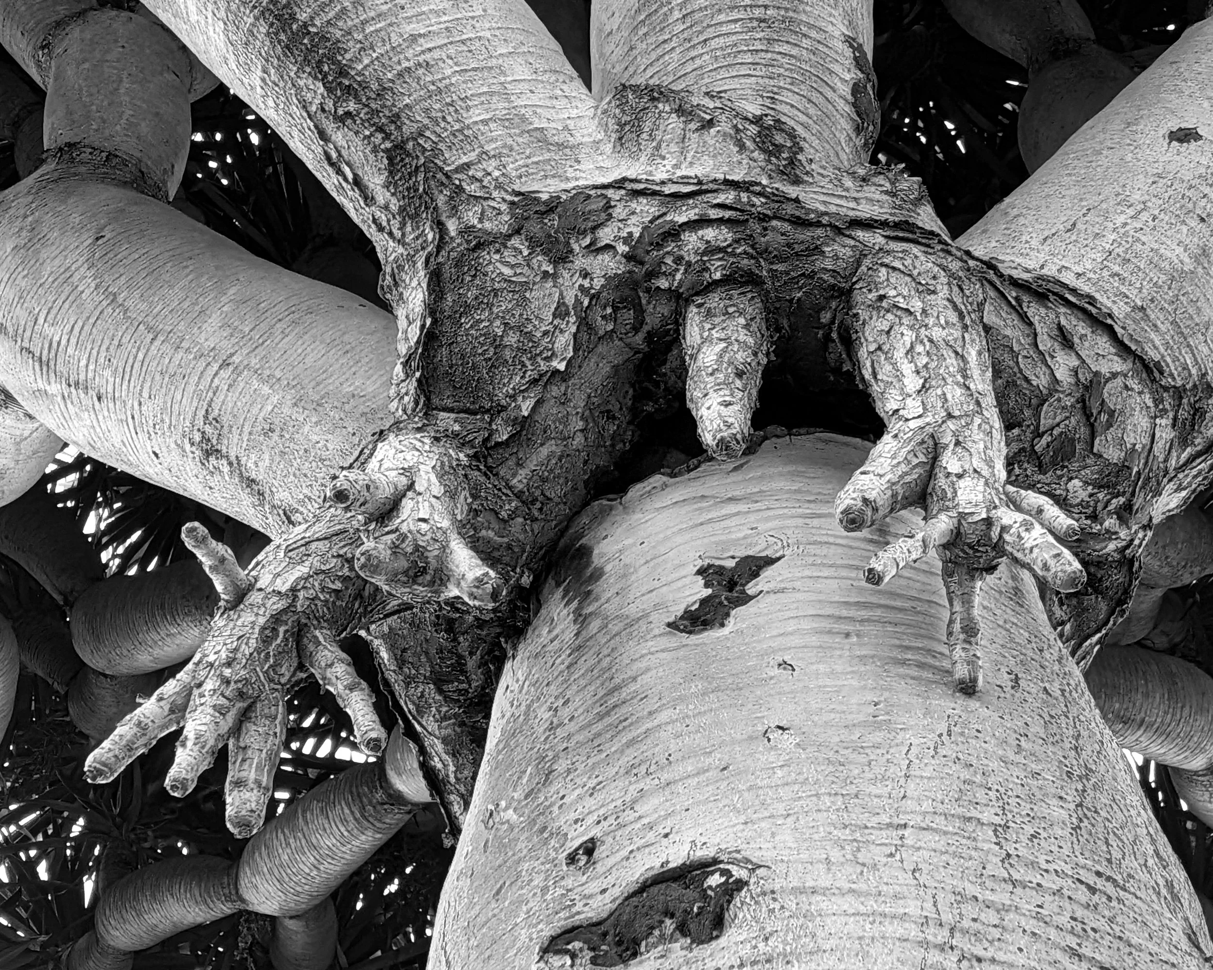 Anthropomorphic tree hand at the base of the crown of a dragon tree. Balboa park Desert Garden, San Diego, CA | © Edge of Clarity Photo | Elizabeth Chaney 2026