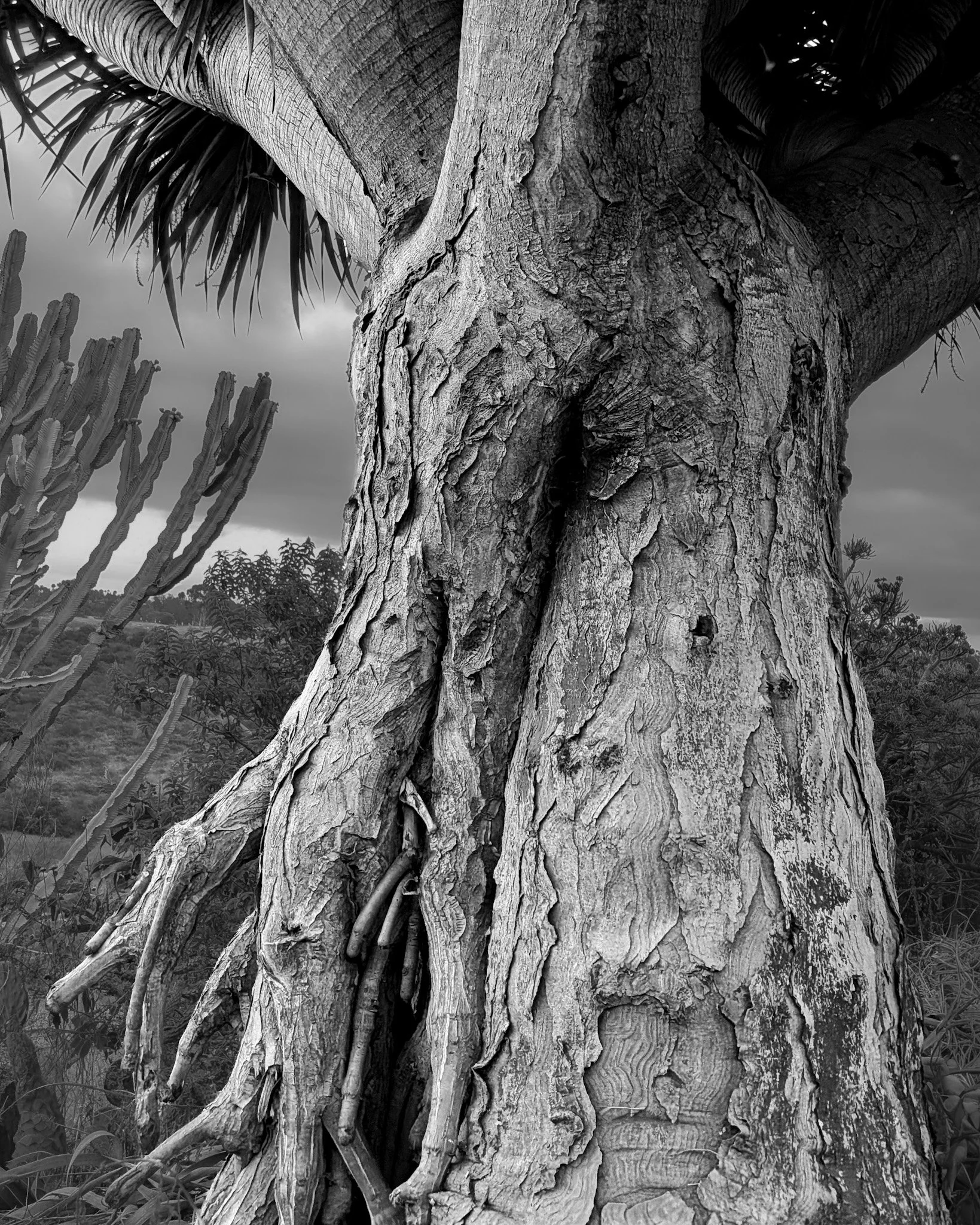 Monochrome study of bark texture and age of a dragon tree Balboa Park Desert Garden, San Diego, CA | © Edge of Clarity Photo | Elizabeth Chaney 2026