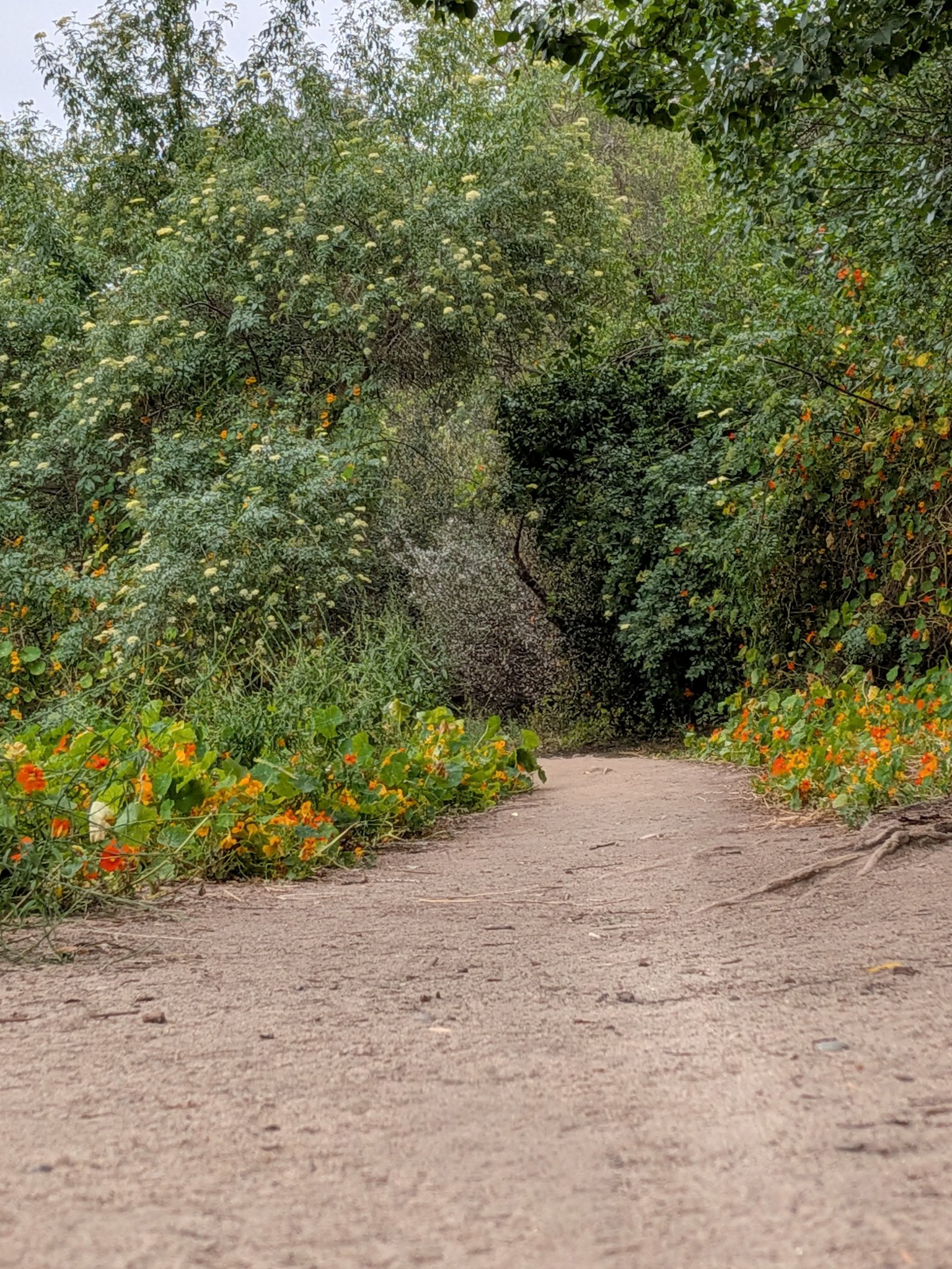 Color photo of a spring path into Annie's Canyon trail in Solana Beach, CA | © Edge of Clarity Photo | Elizabeth Chaney 2026
