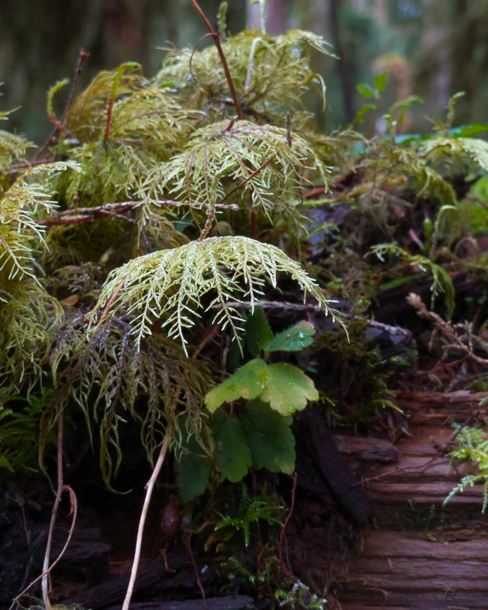 Close-up of moss and small green plants growing on damp wood forest wood