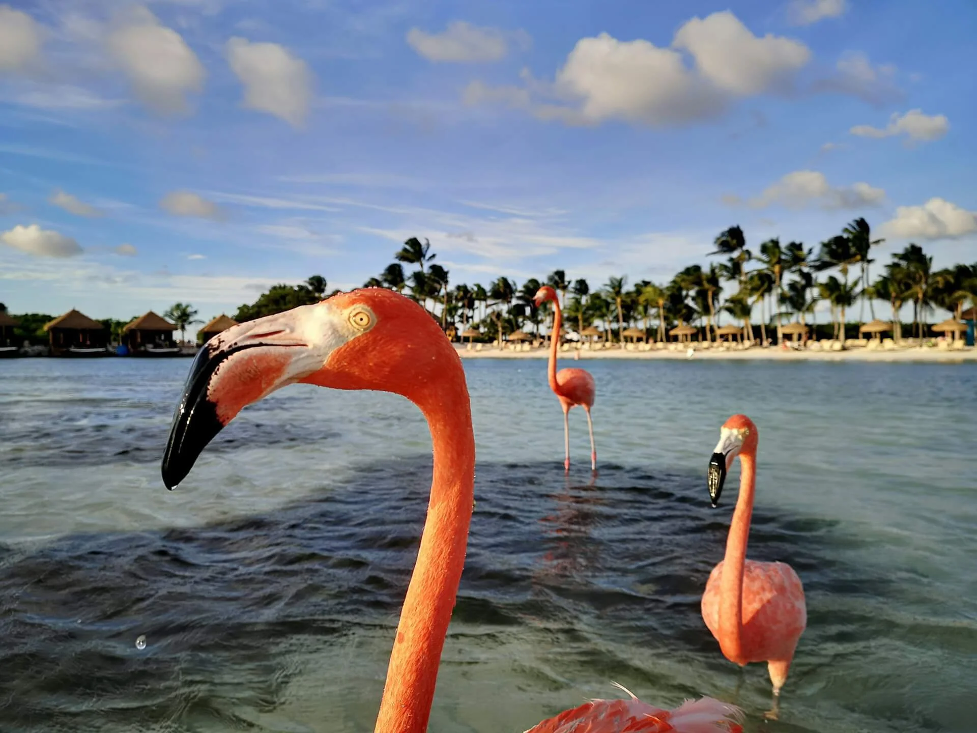 Close-up of several flamingos standing in water with resort huts and palm trees in the background under a partly cloudy sky.