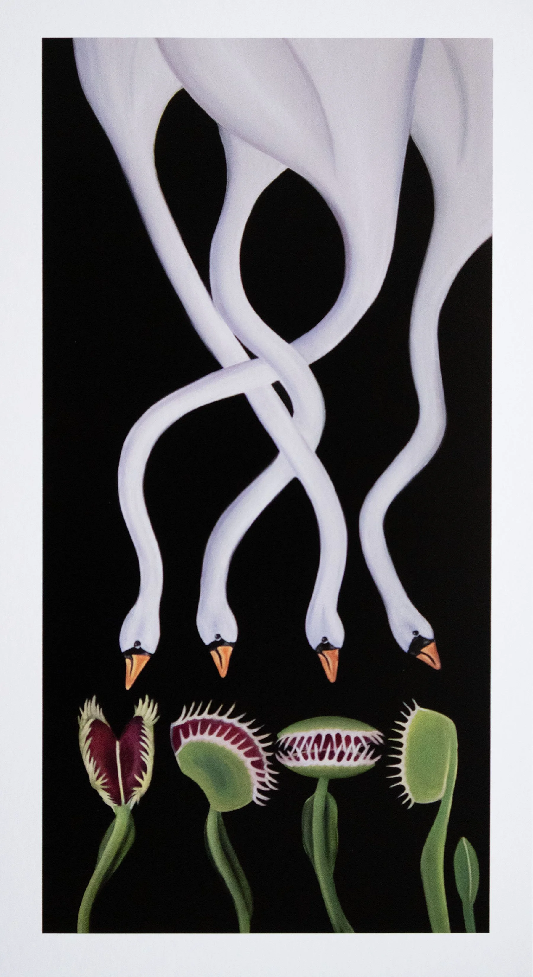 Generational curse | Swans & Venus Fly Traps Fine Art Print