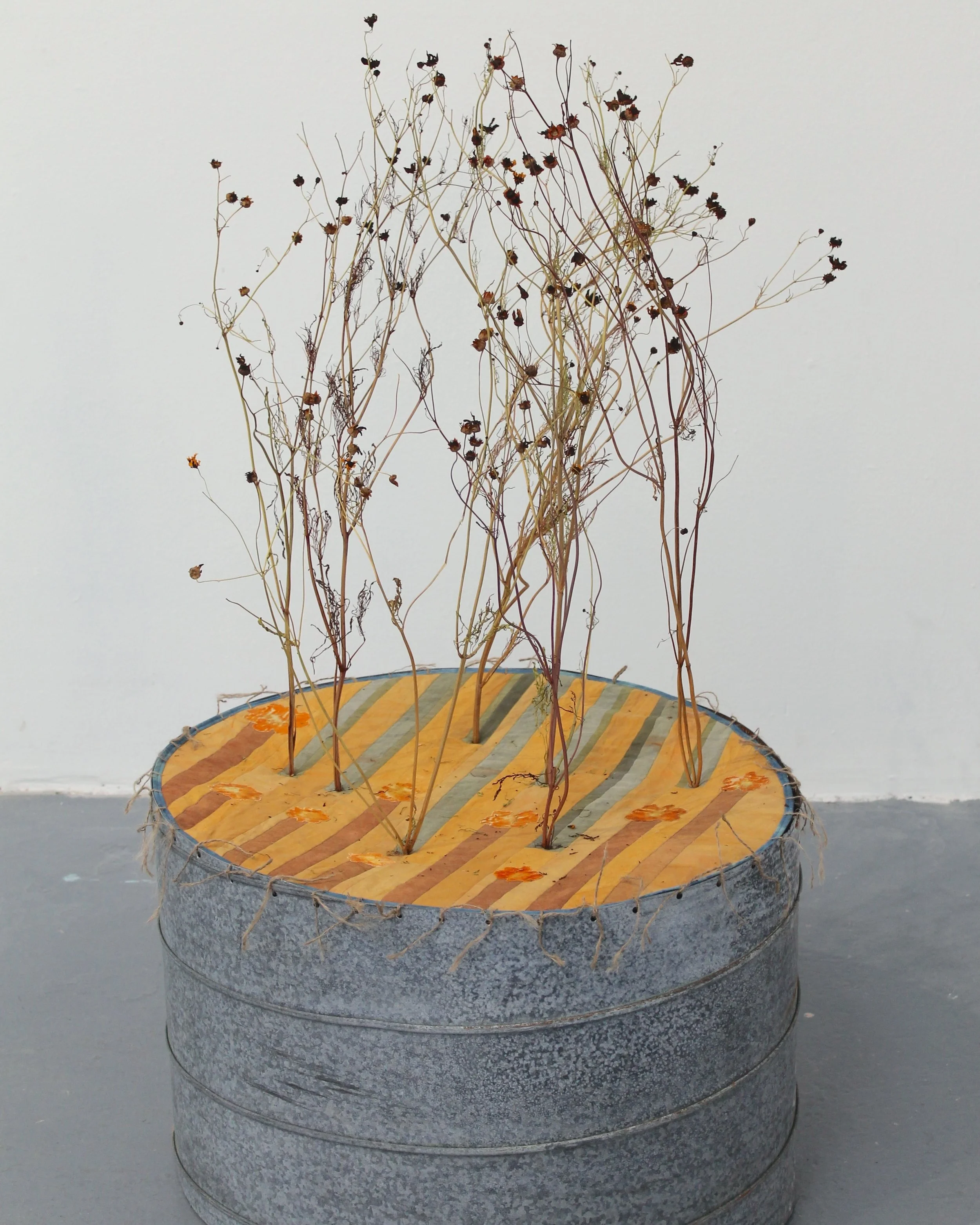 MTF Germany_Drum IV (Coreopsis Bed).JPG