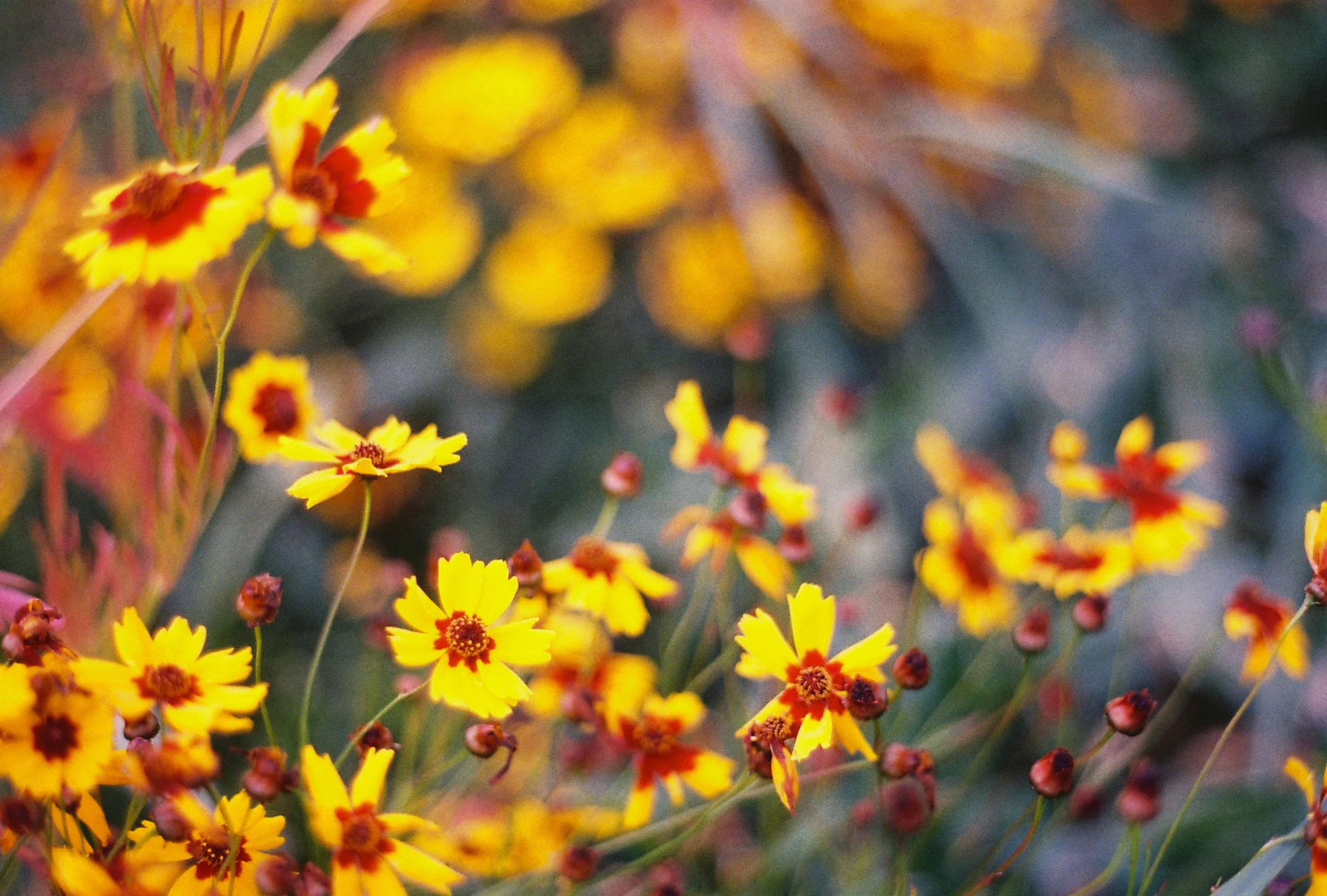 9.Gribkoff.Coreopsis.JPG