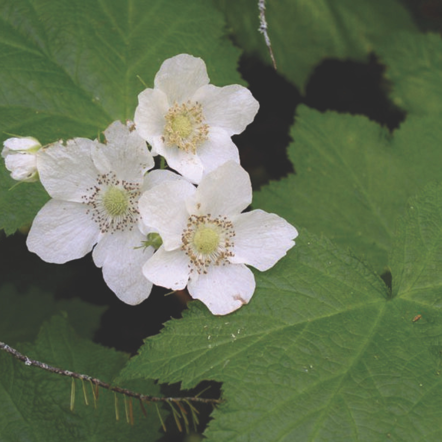 Latest section of the Principles and Values for Management of the Keweenaw Heartlands Blueprint is available for public review and input