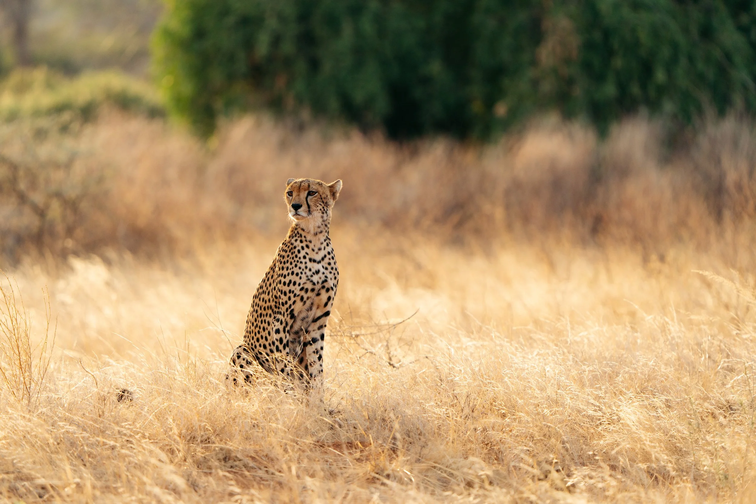 A cheetah sitting in a dry grassy field with blurred trees in the background.