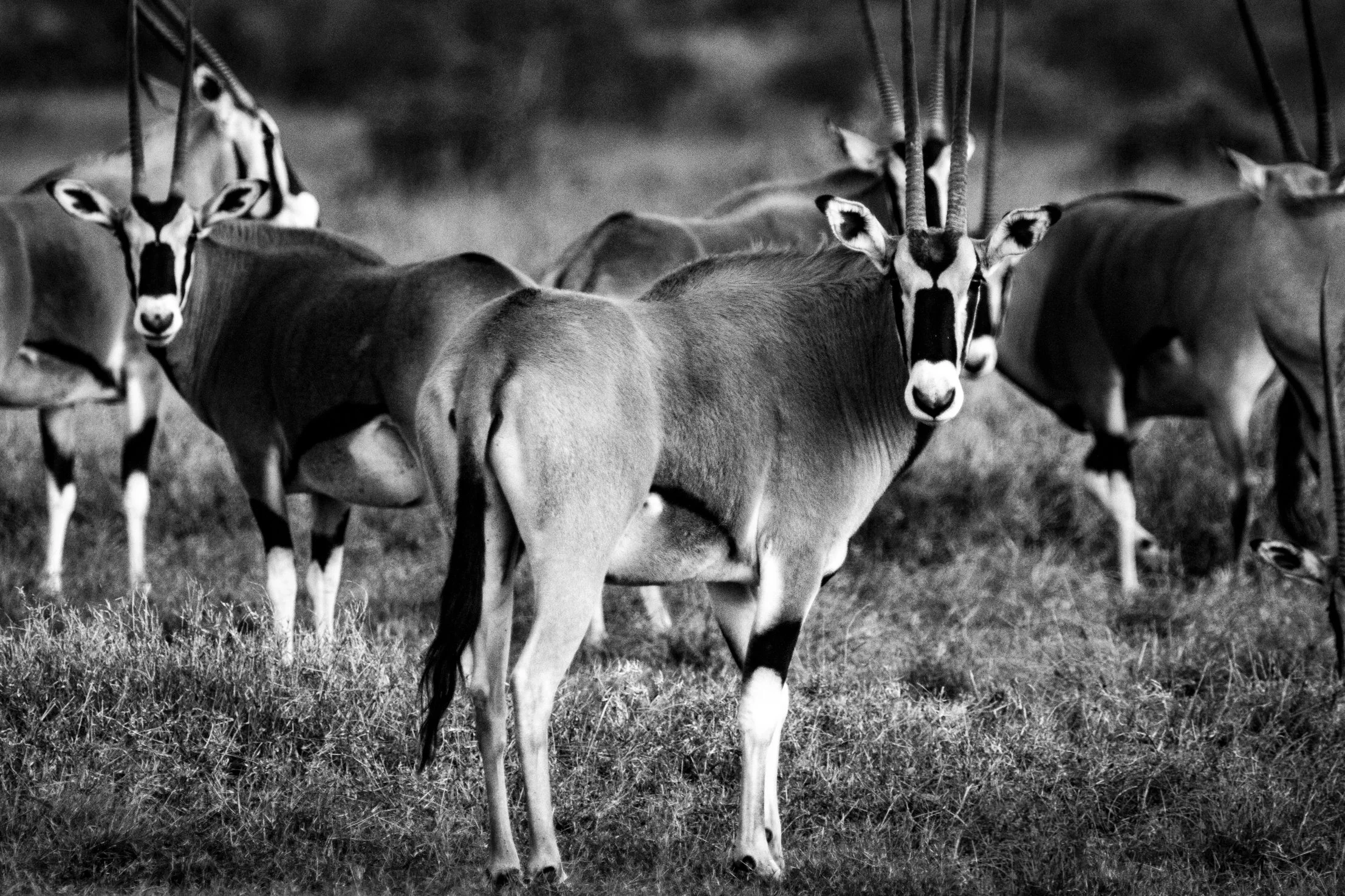 Black and white photo of a group of oryx antelopes standing on grass, with one prominently facing the camera and others grazing or looking away.