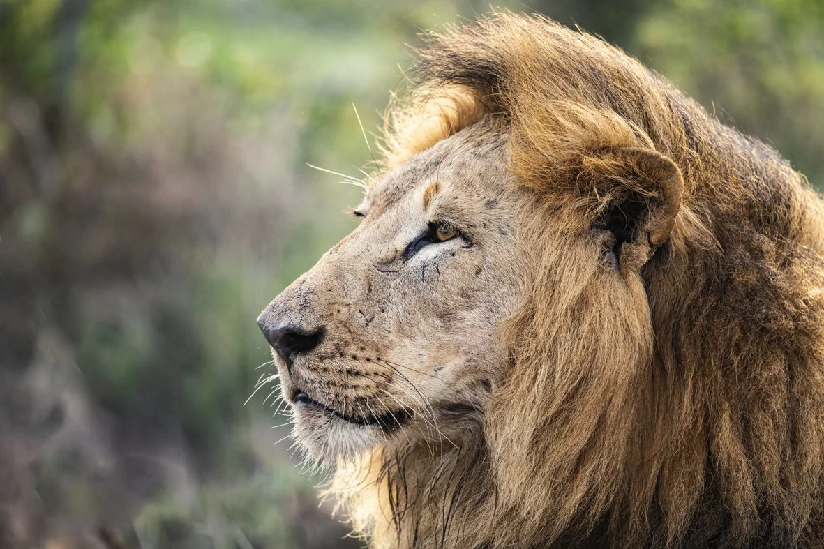 Profile of a lion with a mane, looking to the left, in a natural outdoor setting.