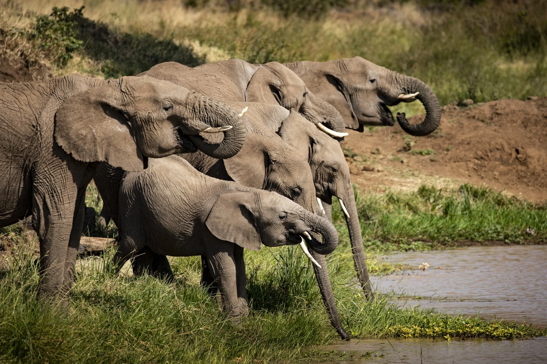 A group of five elephants standing at the water's edge in a grassy area, drinking water.