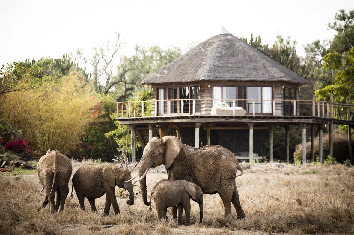 A group of four elephants walking in front of a thatched-roof house in a grassy landscape.
