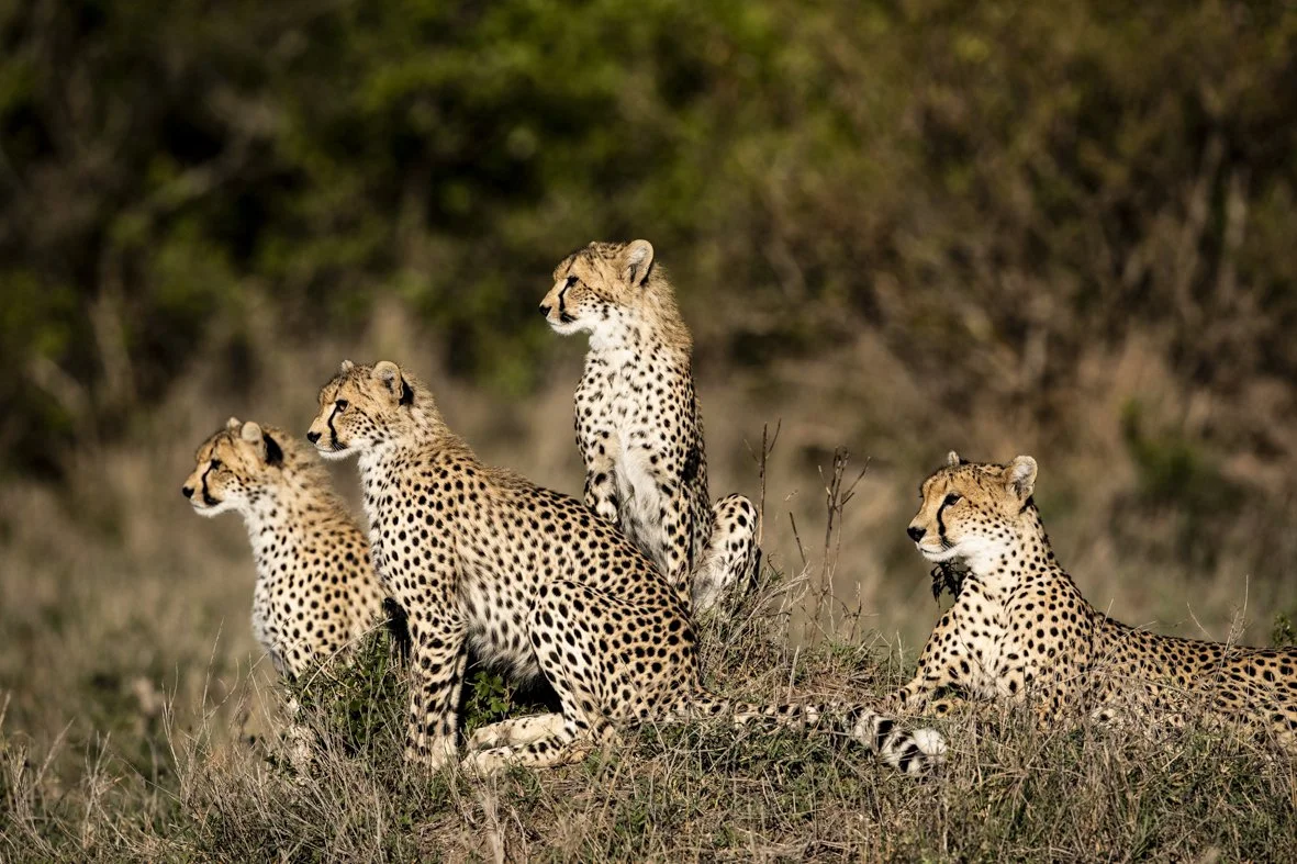 Four cheetahs resting and sitting in grassland with a blurred natural background.