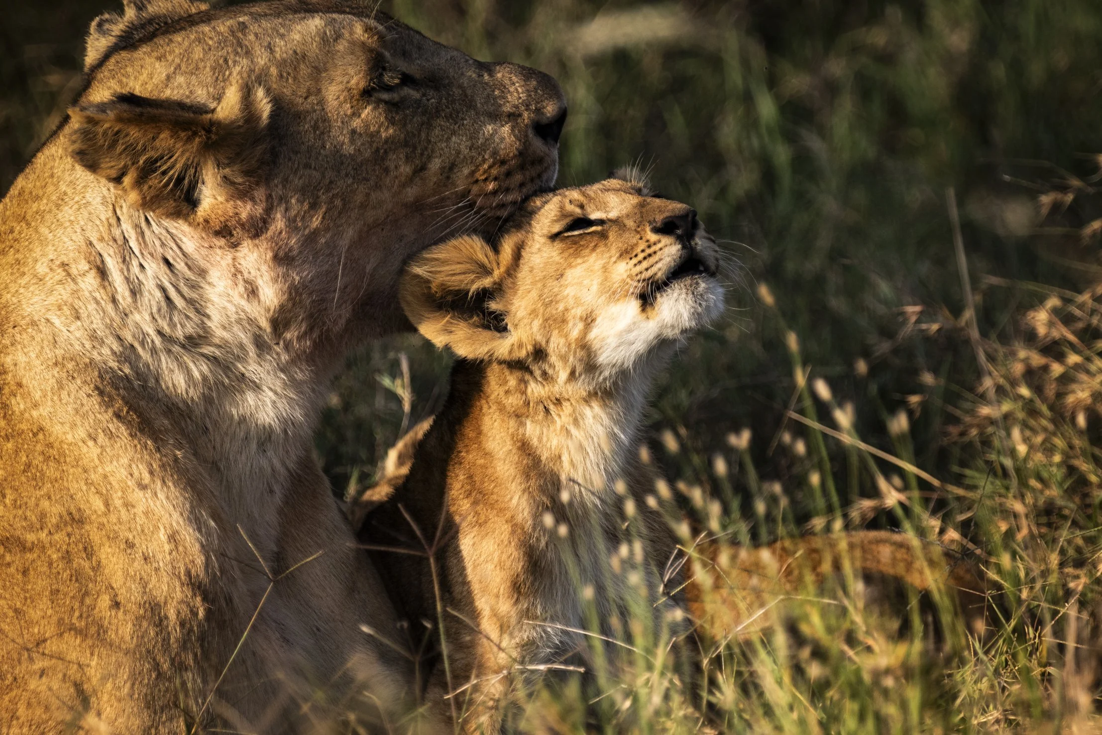 A lioness nuzzling a lion cub among tall grasses in the wild.