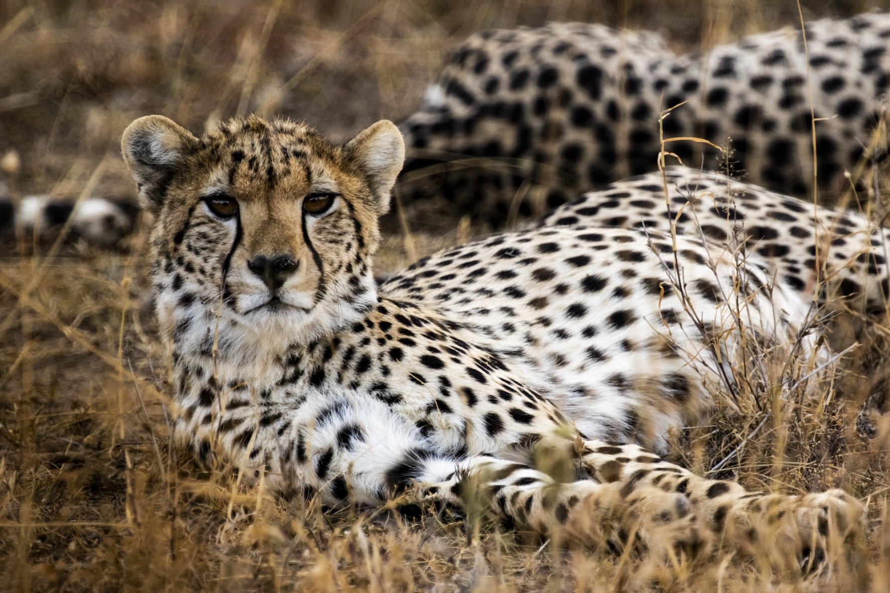 A cheetah lying in dry grass, looking directly at the camera with a piercing gaze.