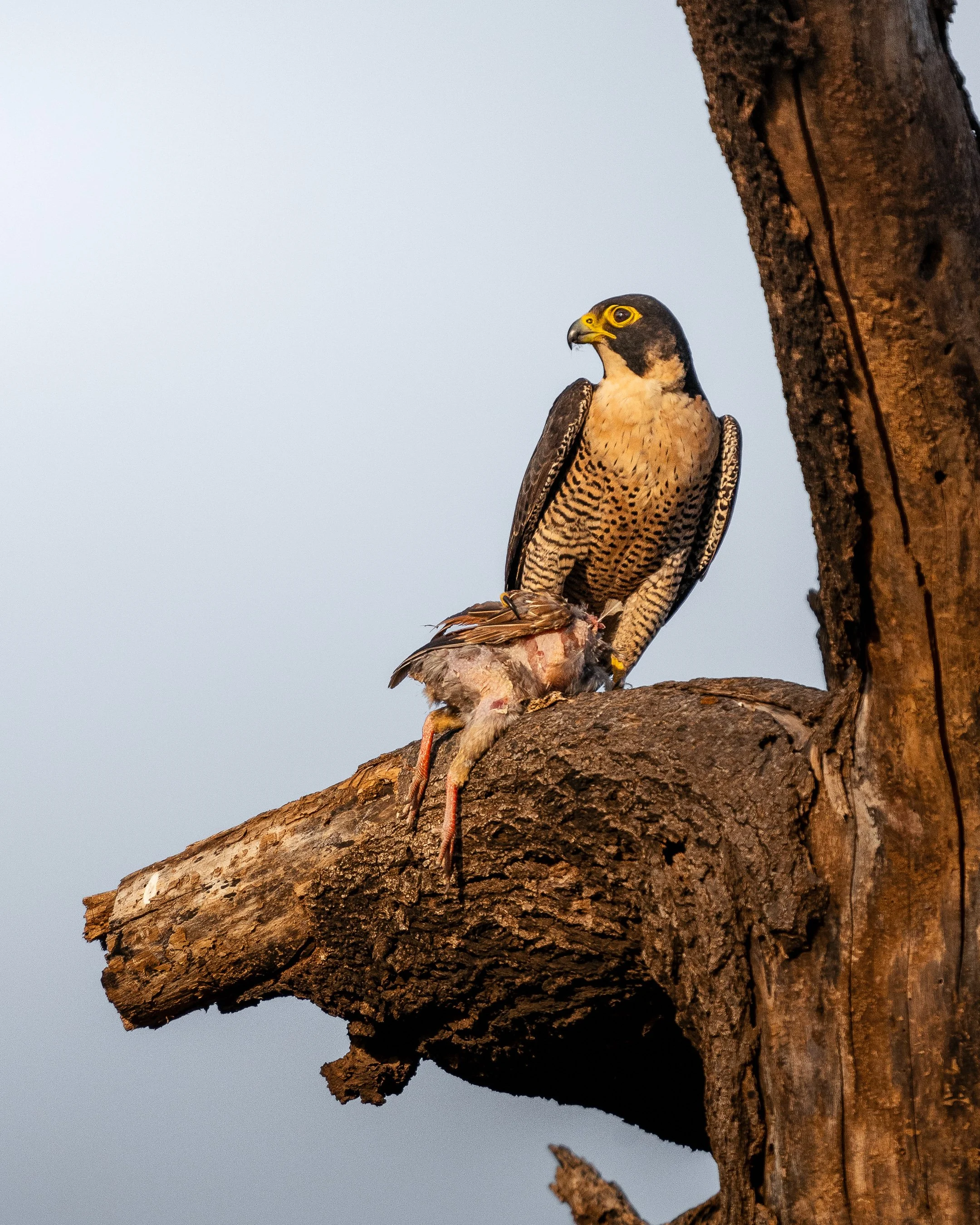 A falcon perched on a tree branch, holding a prey in its talons.
