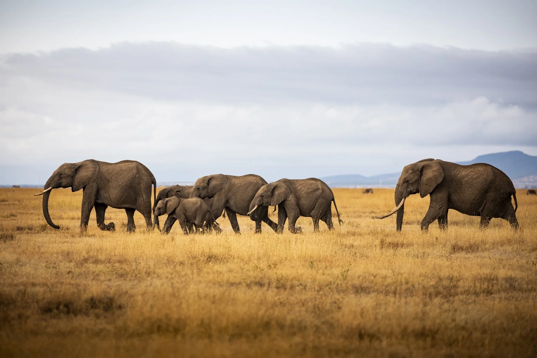 A herd of elephants walking across a grassy plain under a cloudy sky.