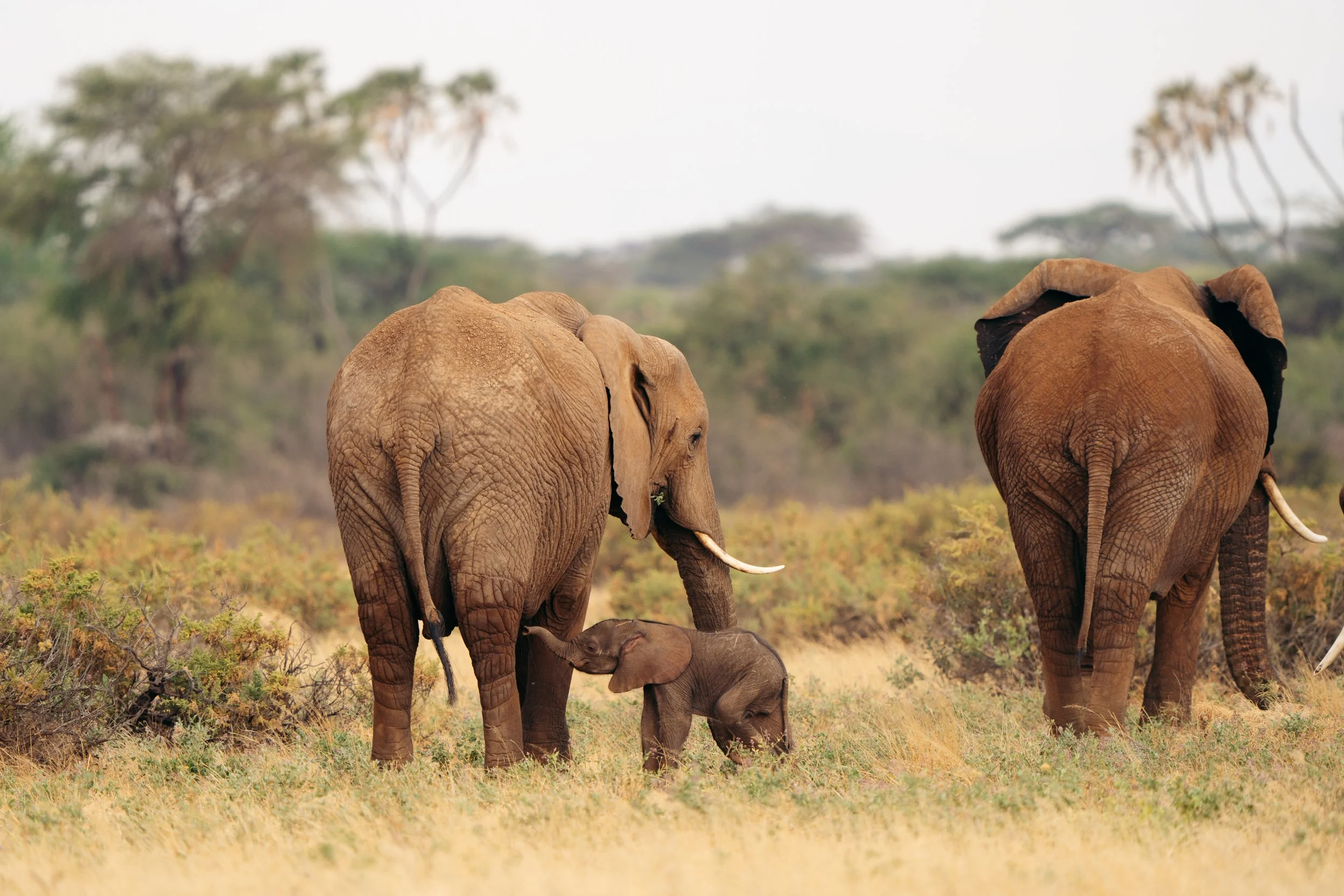 Two adult African elephants and one baby elephant standing in a grassy plain, with trees in the background.