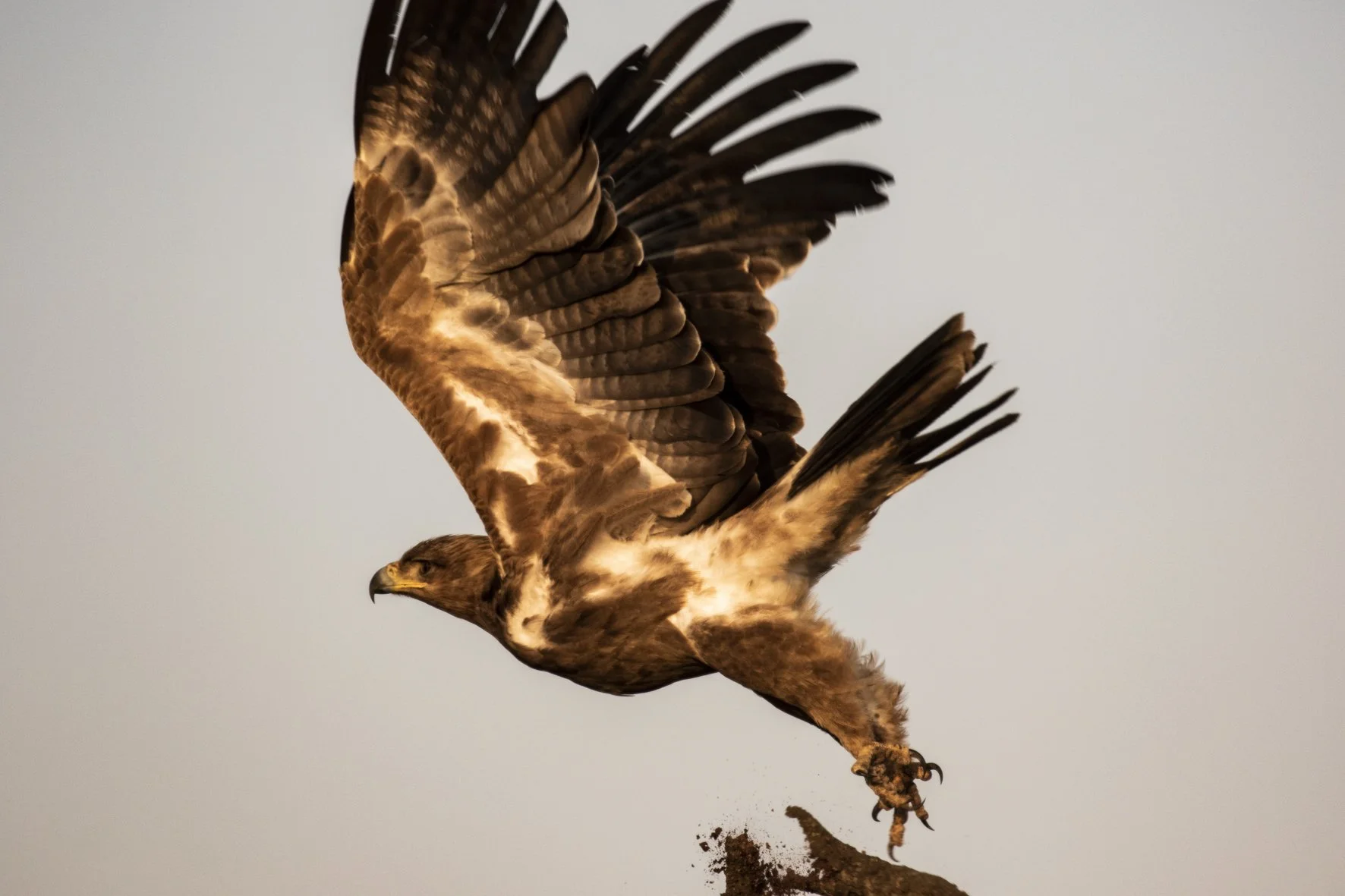 Bald eagle launching off a perch with its talons detached from a branch and soil falling, wings spread wide.