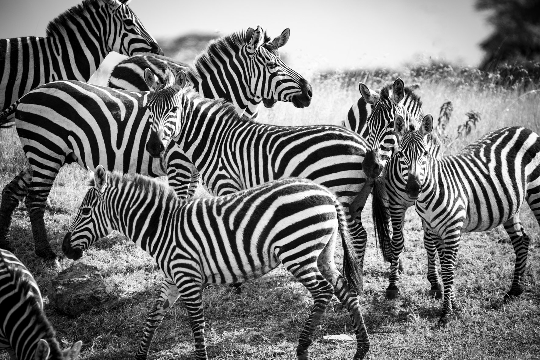 A group of zebras grazing on grass in a field, black and white photograph.