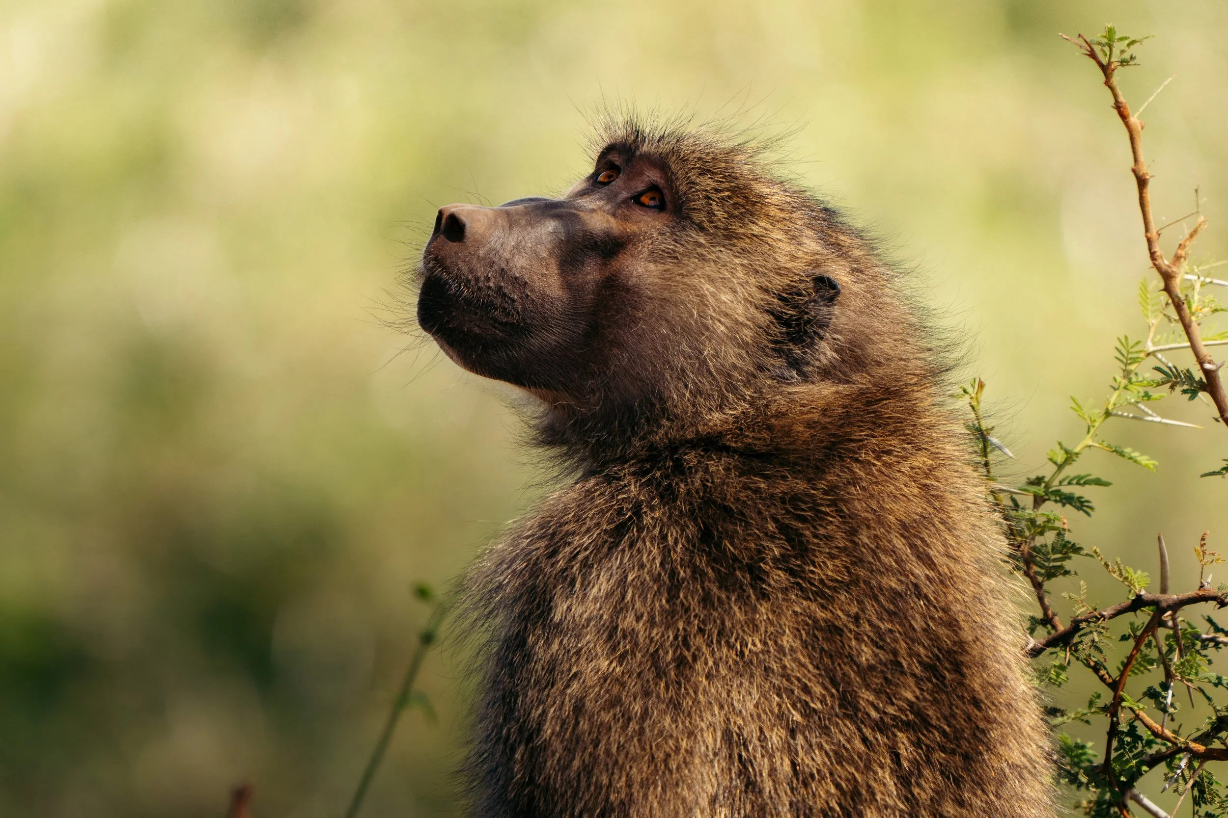 A close-up of a bear's head and upper body, showing its spiky fur and a contemplative expression, with a blurred green foliage background.