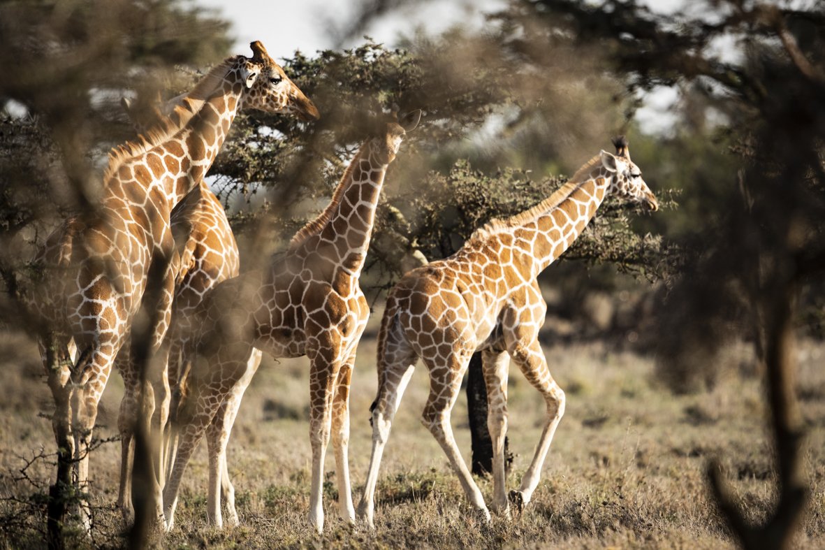 Group of four giraffes walking through a savannah landscape with trees and bushes.