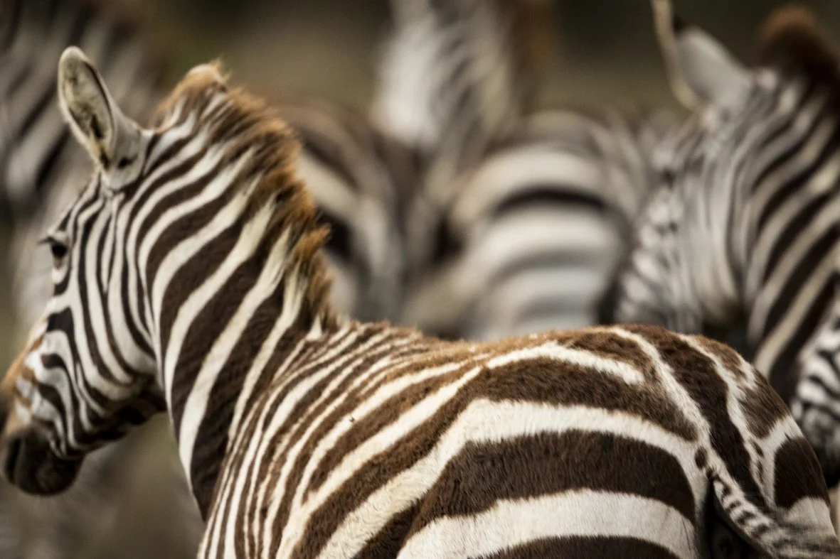 A close-up of a zebra with other zebras blurred in the background.