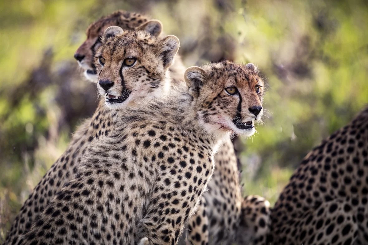 Two cheetahs in a grassy area, with one in front and the other partially behind, both looking to the side with alert expressions.