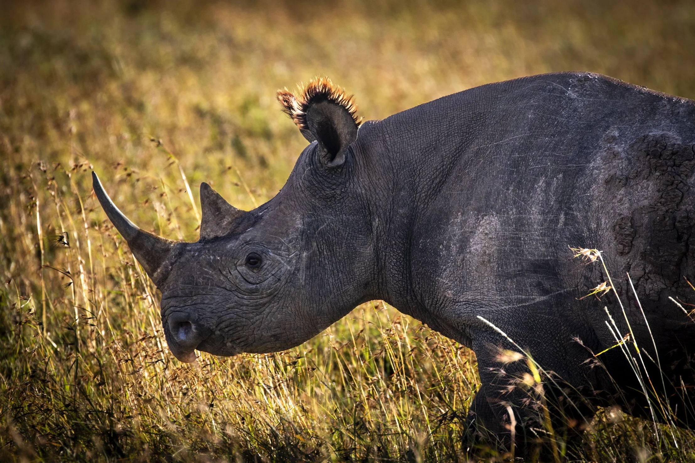 A black rhinoceros grazing in a grassy field.